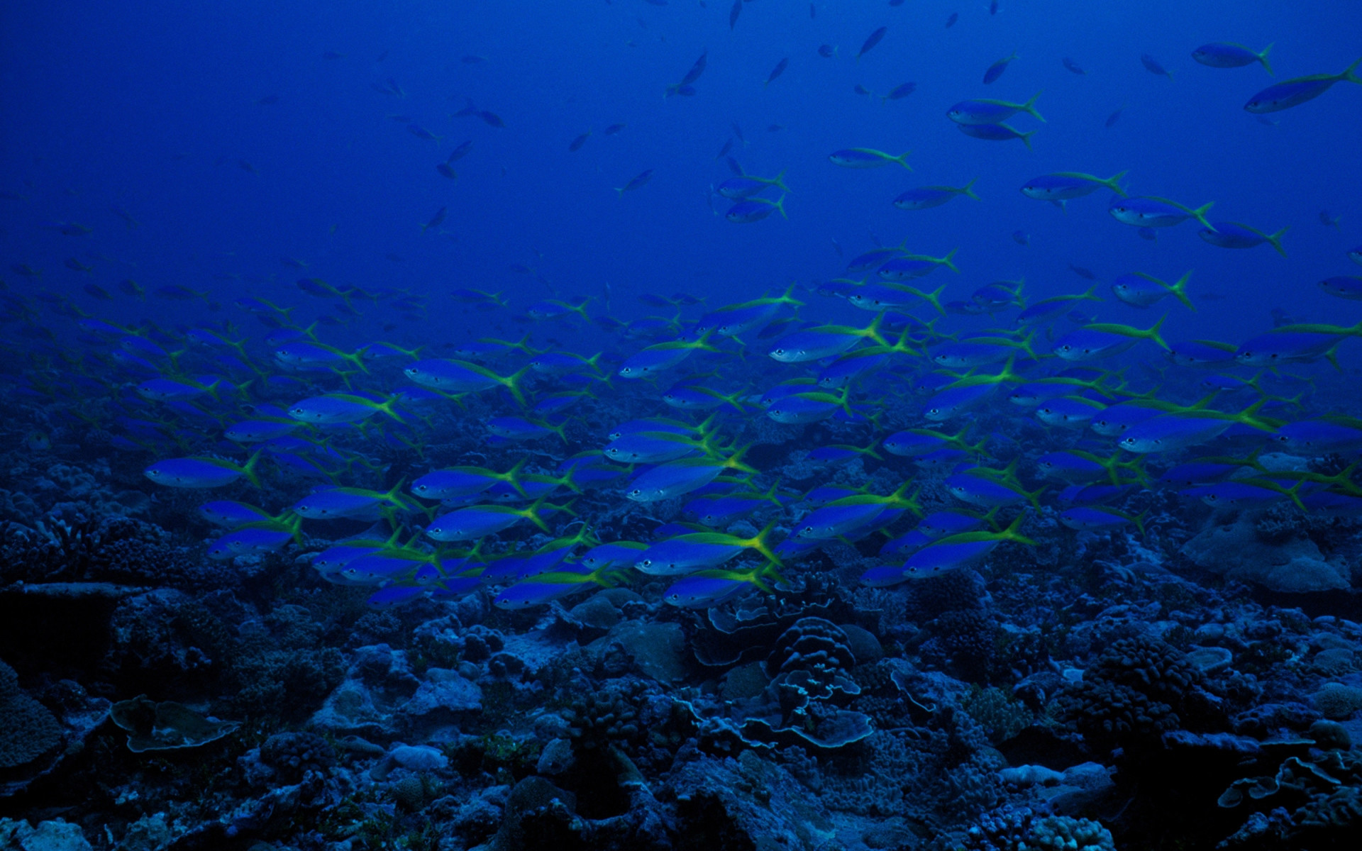 Banco di pesci, Pesci fucilieri, Barriera corallina, Blu, Full HD, wallpaper desktop