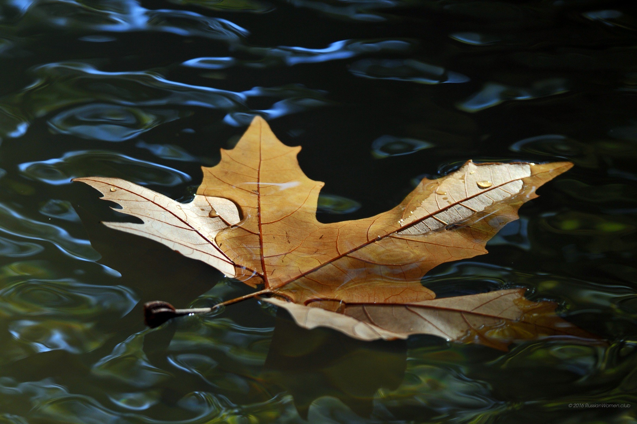 Foglia secca, Acqua, Autunno, sfondo per cellulare