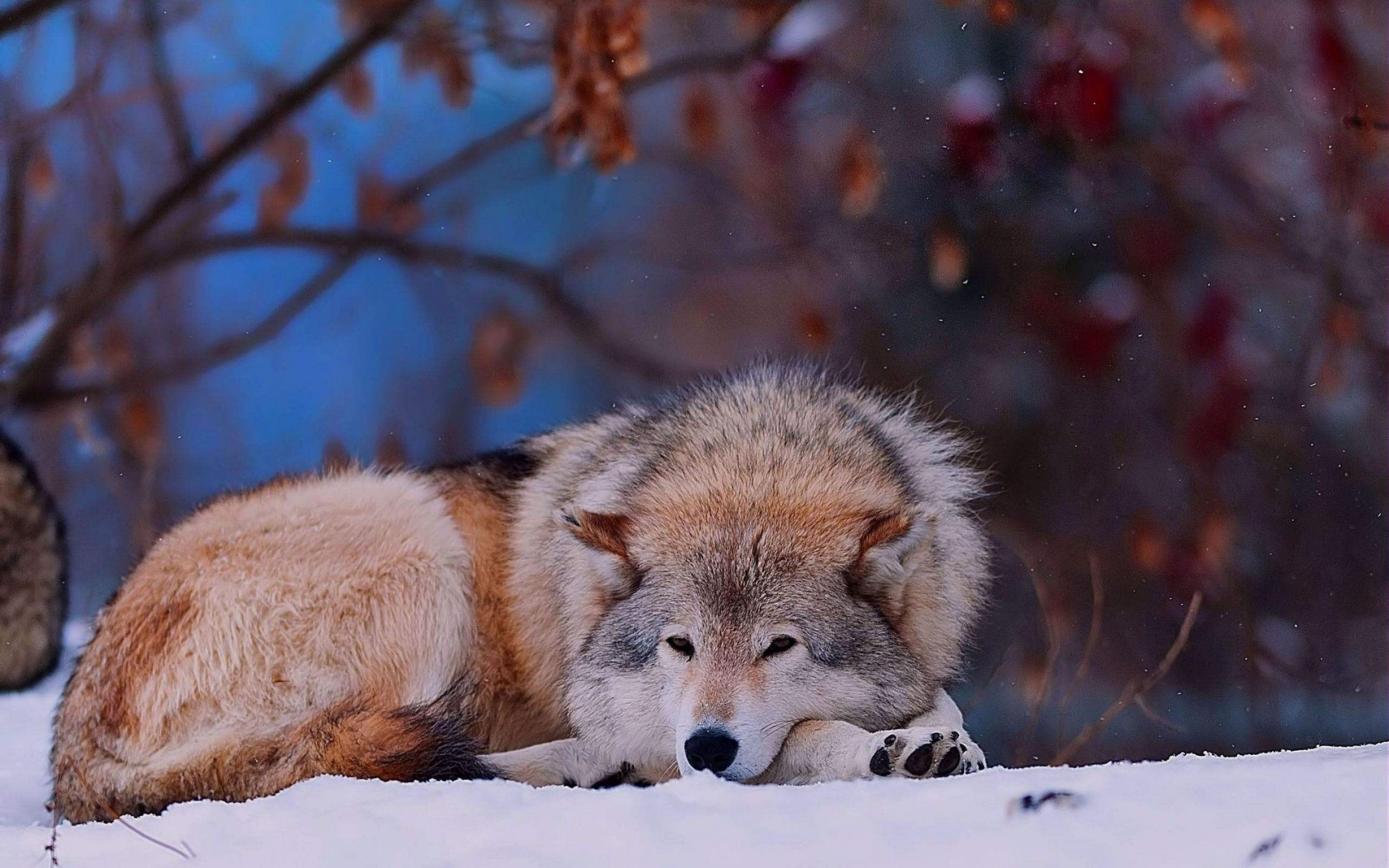 Lupo, Riposo, Neve, Inverno, 2K, sfondo desktop