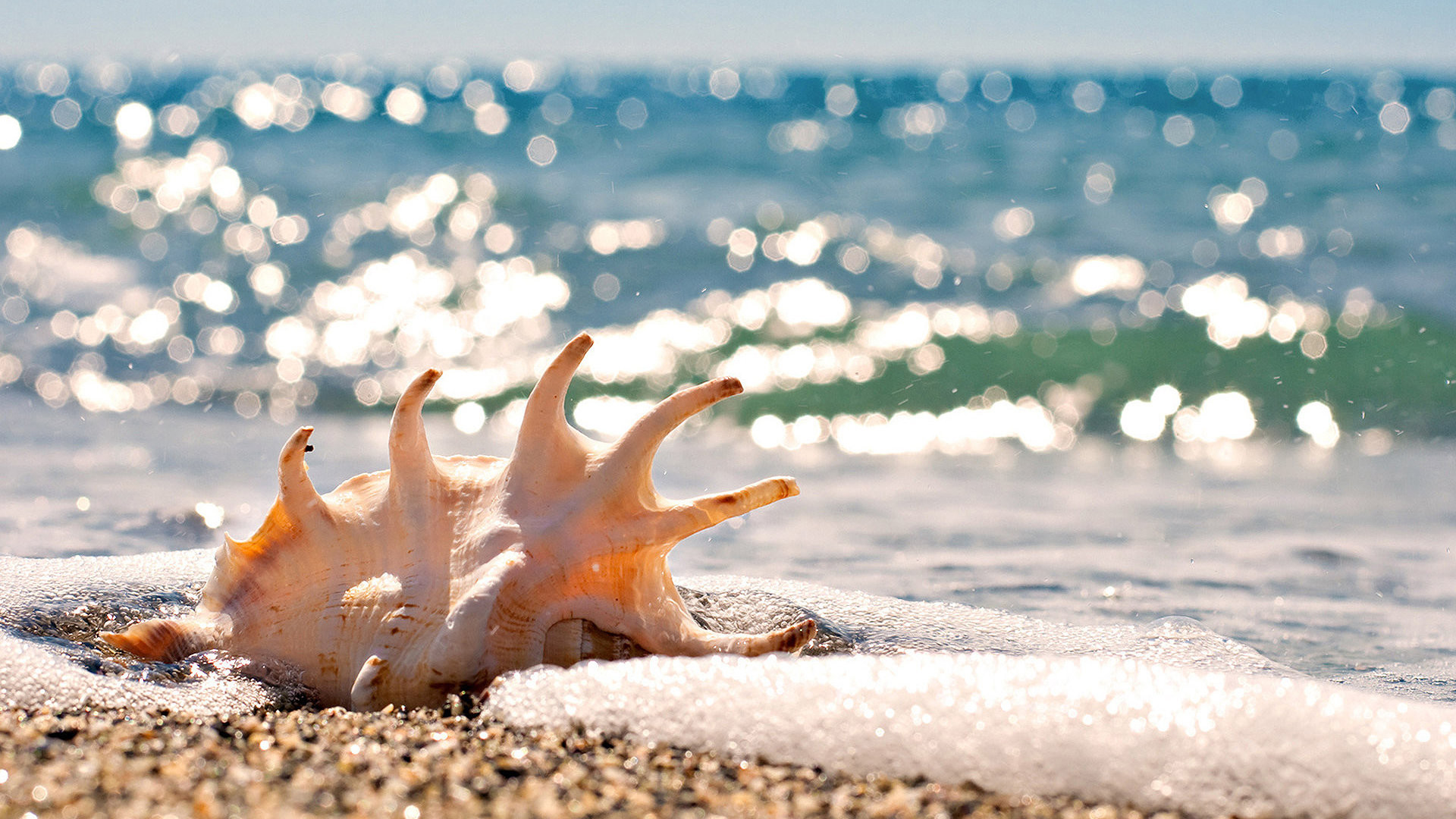 Conchiglia, Riva, Bokeh, Mare, wallpaper per desktop