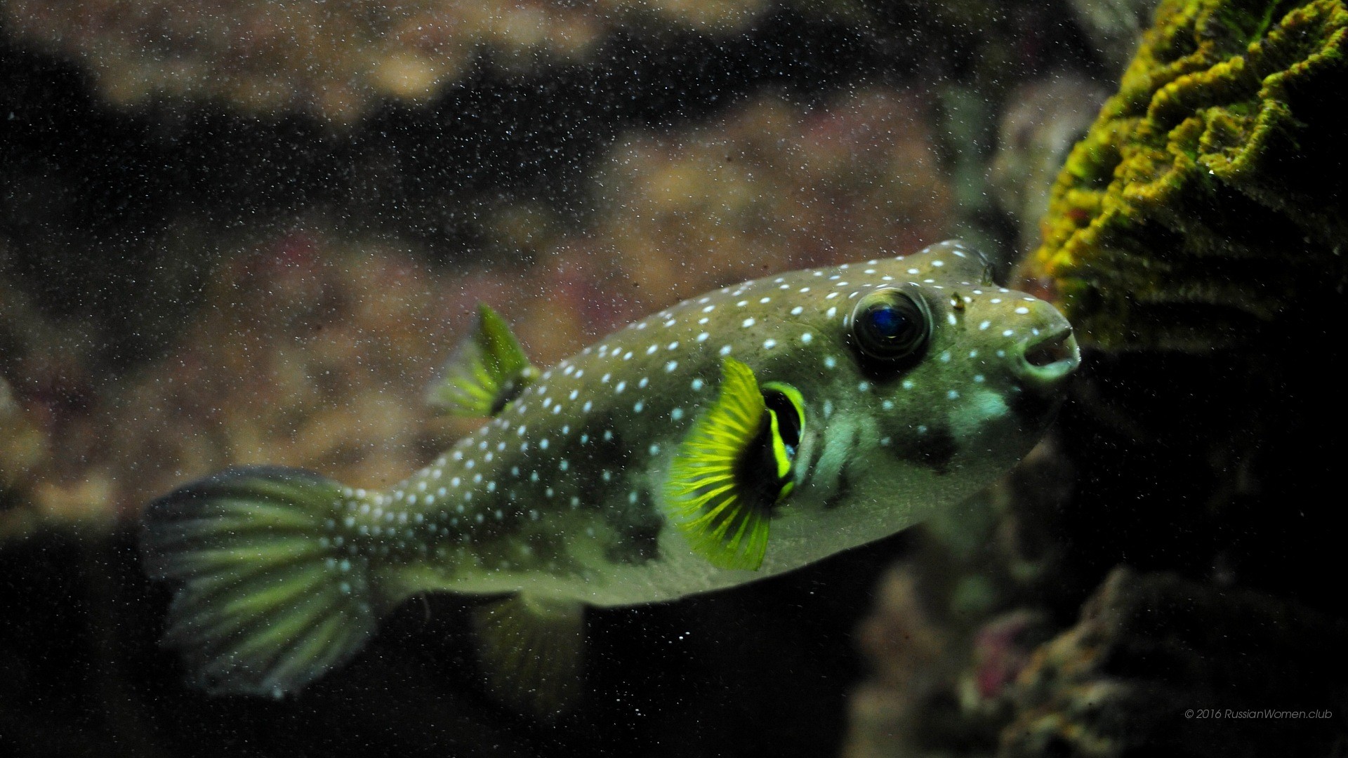 Pesce palla, Subacqueo, Macro, Full HD, sfondo Windows 11
