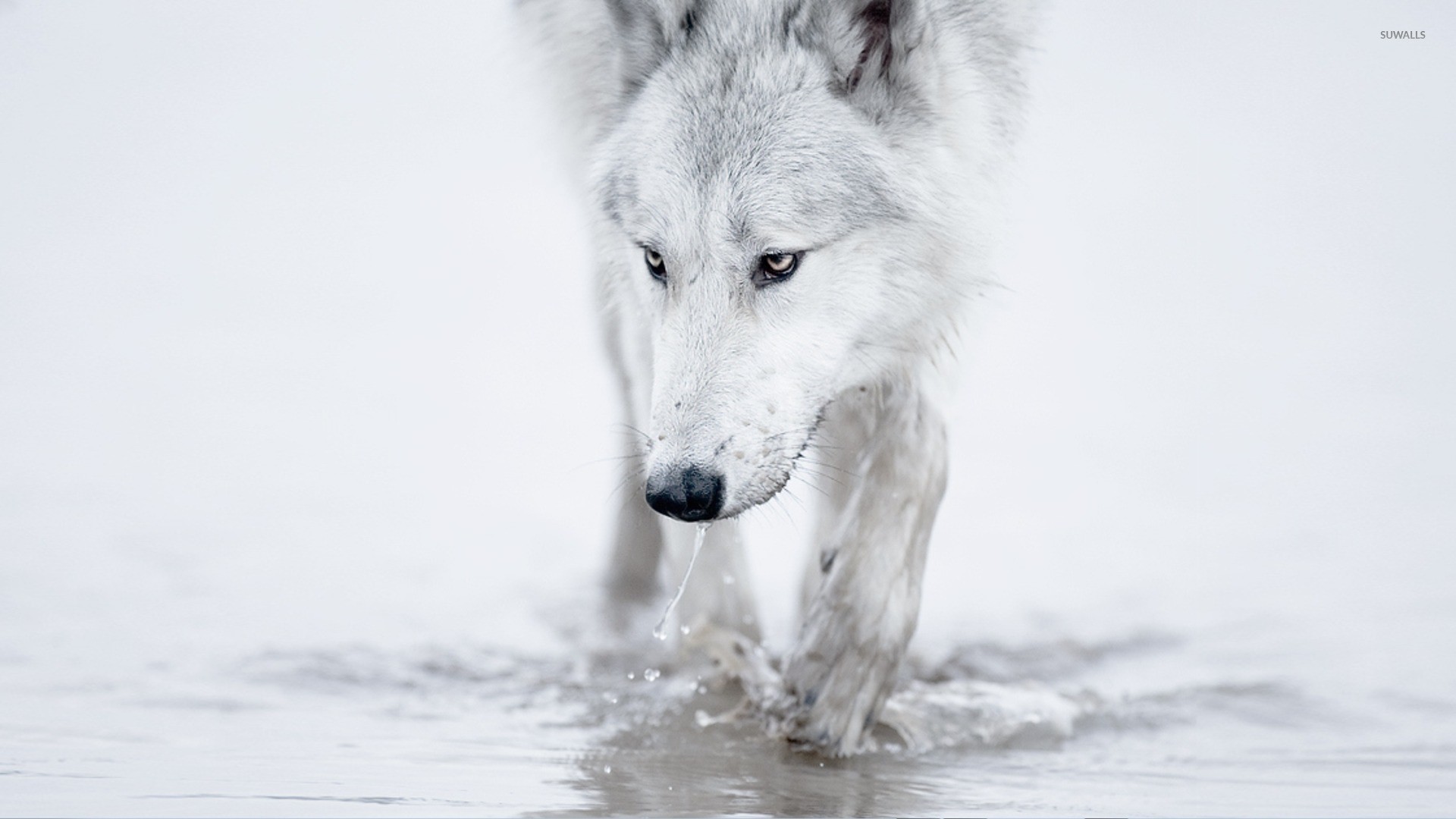 Lupo bianco, Acqua, Sfondo bianco, 16:9 Full HD, wallpaper widescreen