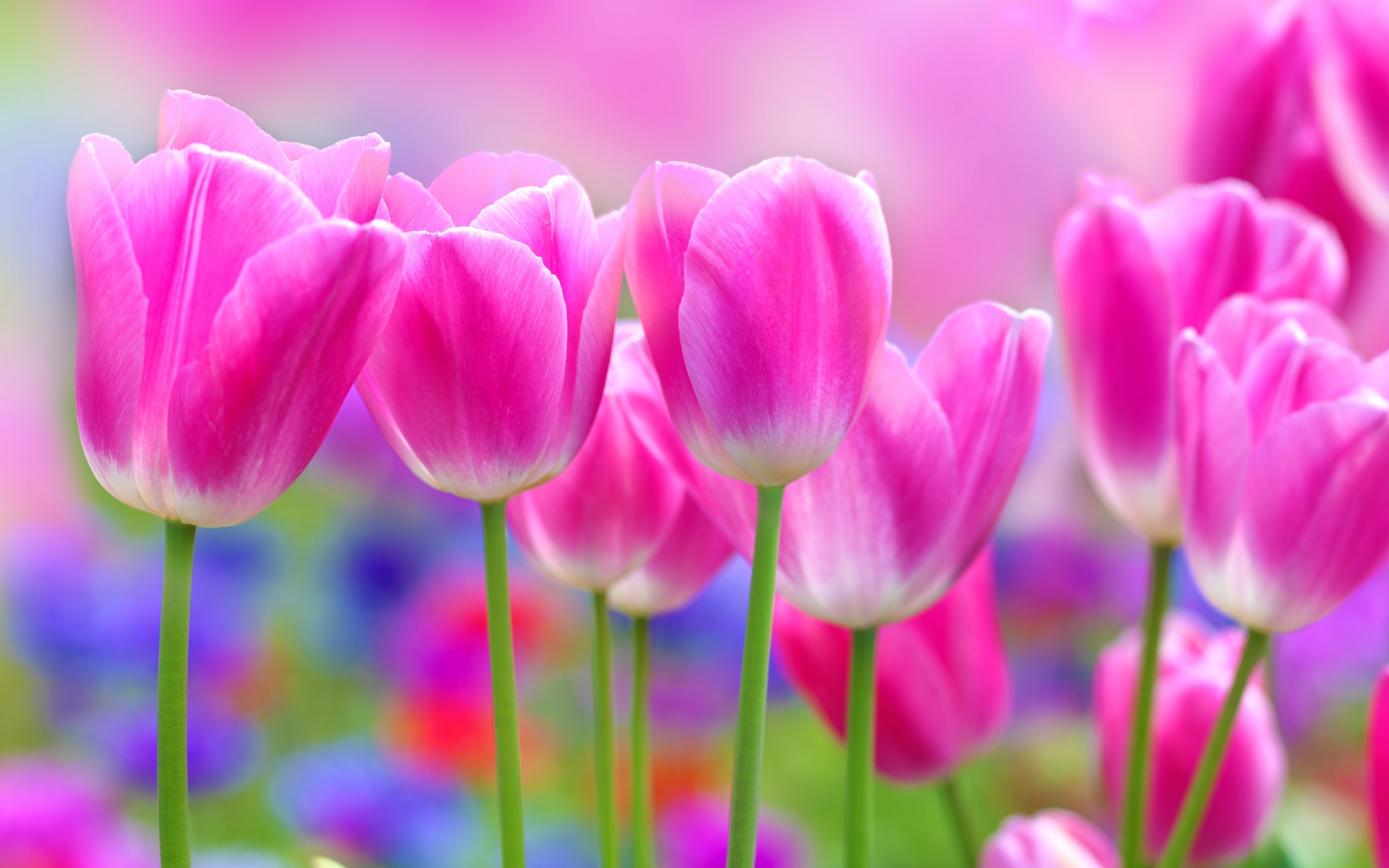 Tulipani rosa, Sfocatura, Colori vivaci, 2K 1600p, sfondo desktop
