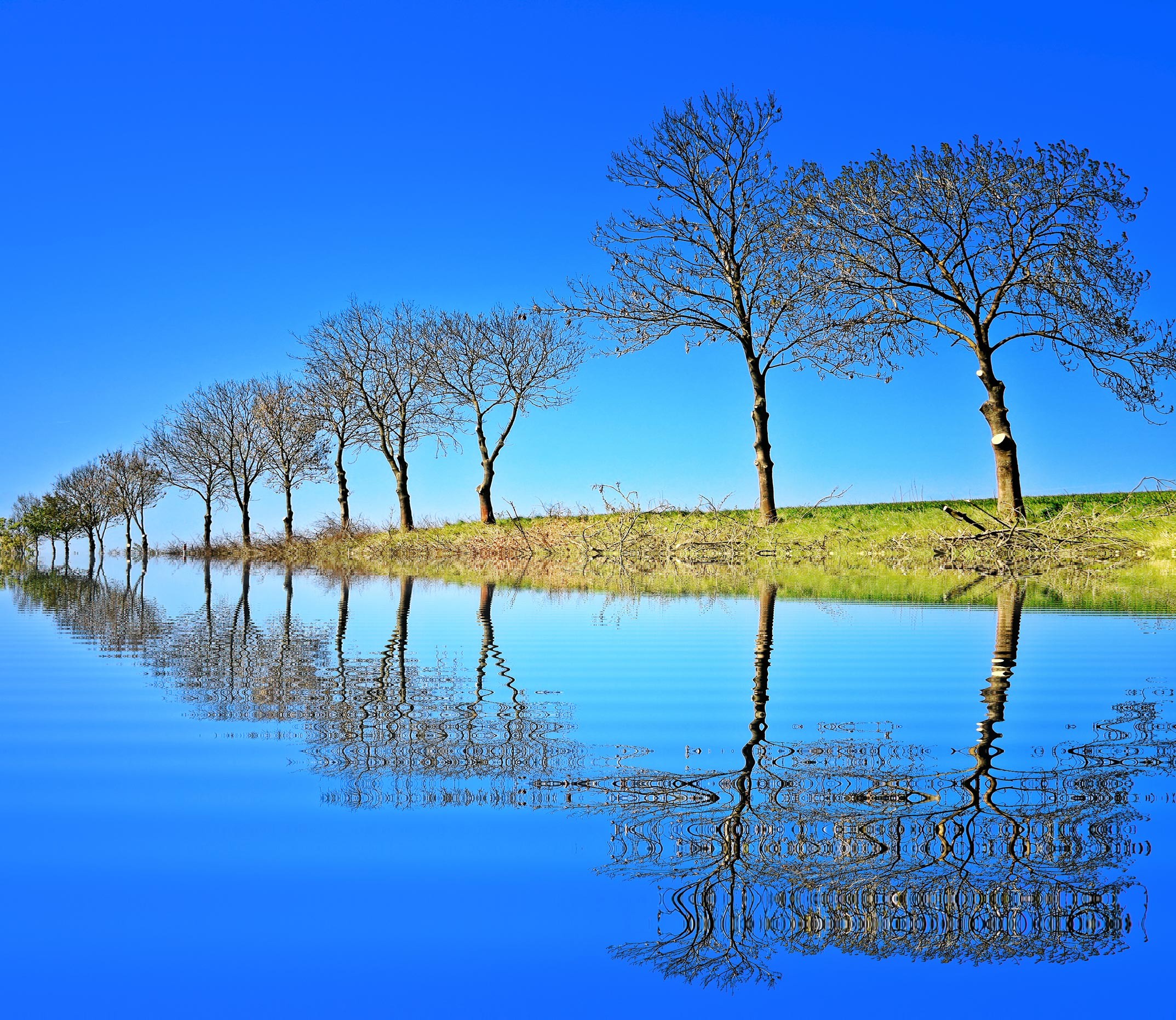 Alberi spogli, Riflesso, Acqua, Cielo azzurro, Full HD, sfondo desktop