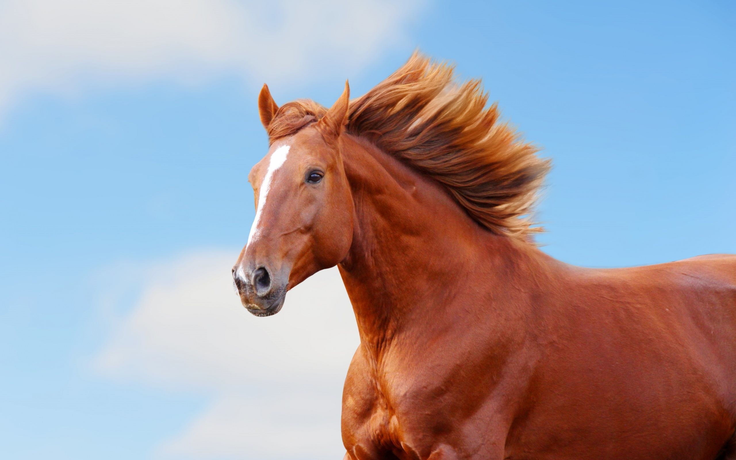 Cavallo sauro, Criniera al vento, Cielo azzurro, 2K 1600p, sfondo desktop