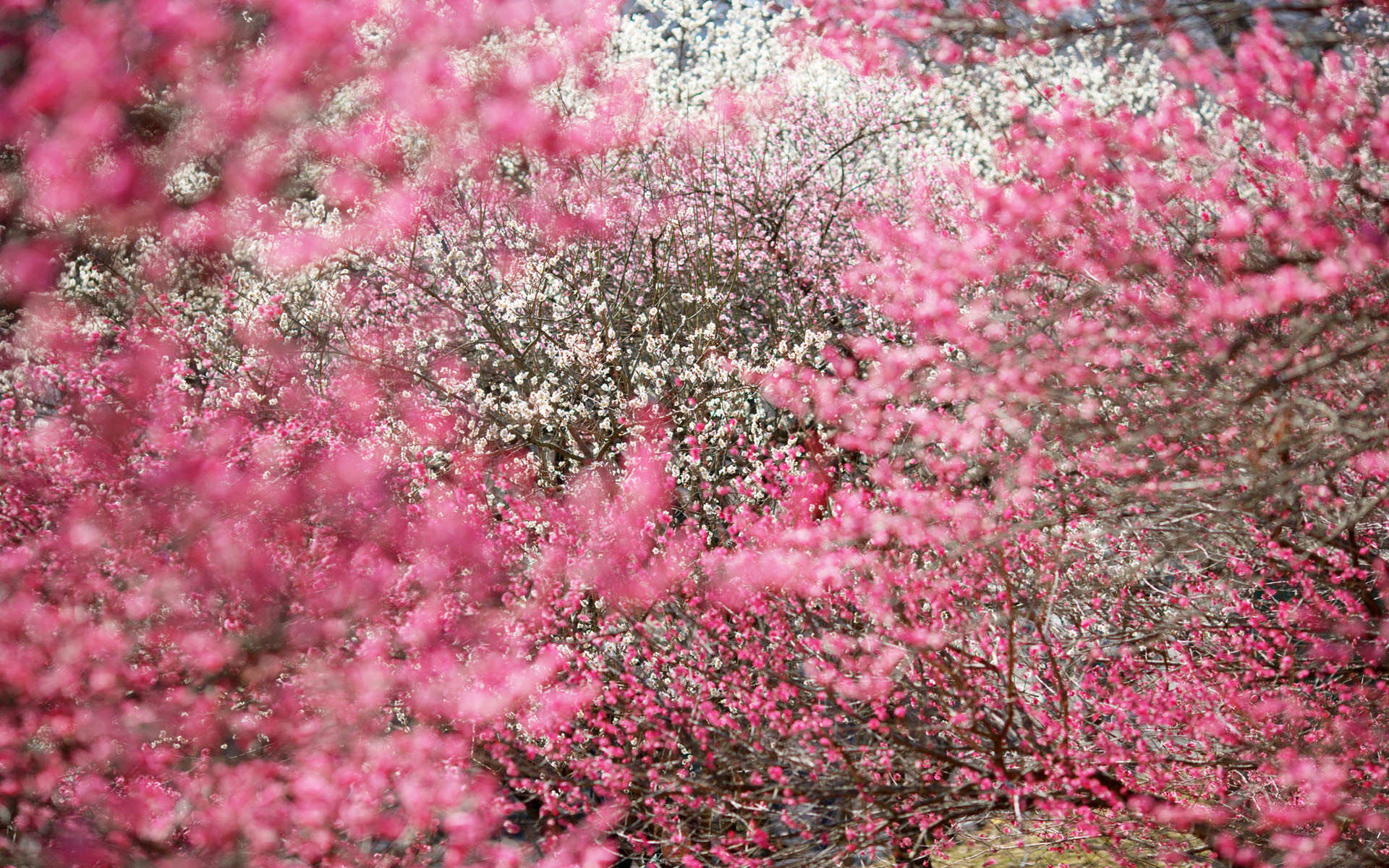 Fiori di pesco, Albero in fiore, Rosa, Primavera, Full HD, wallpaper desktop