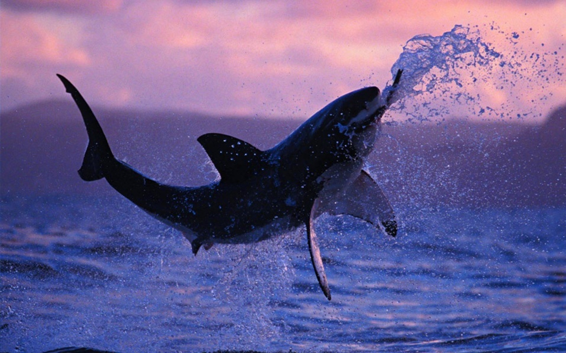 Squalo bianco, Salto, Breaching, Cielo rosa, Tramonto, Full HD, sfondo desktop