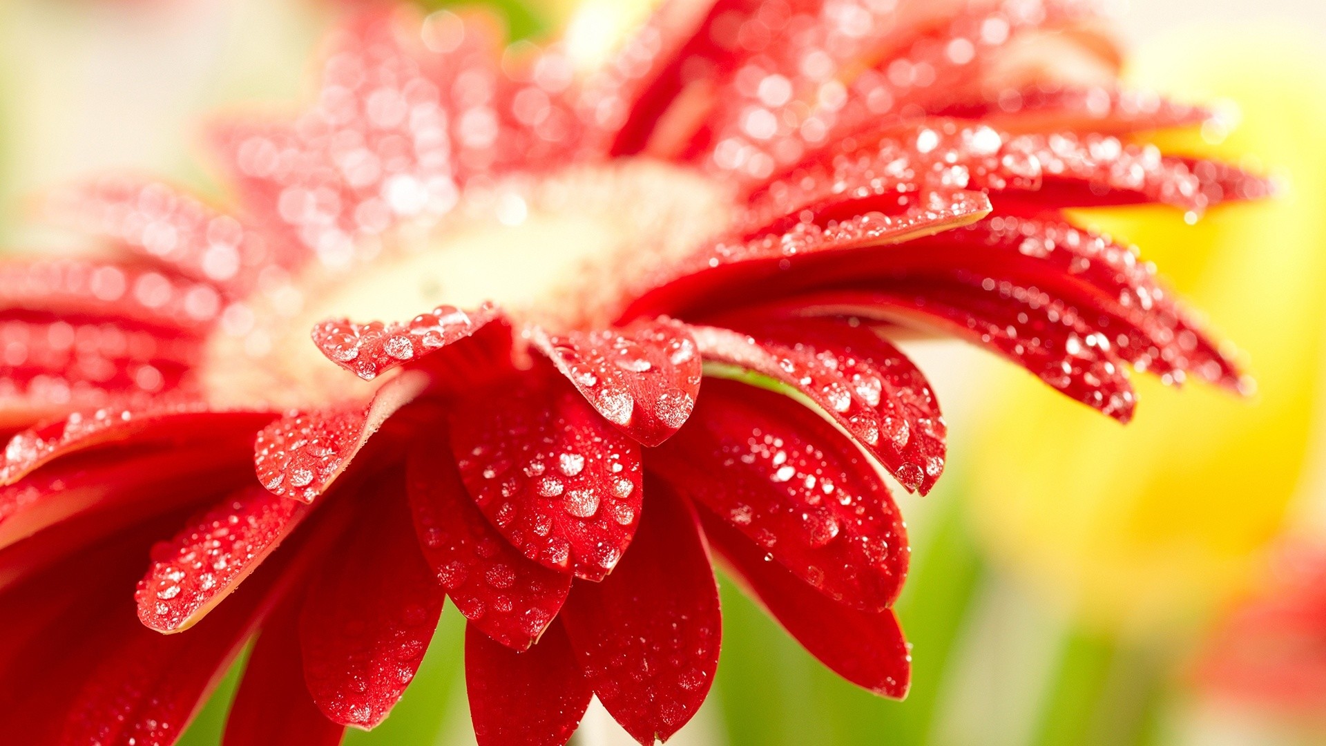 Gerbera rossa, Gocce d'acqua, Macro, Full HD, sfondo per PC e portatile