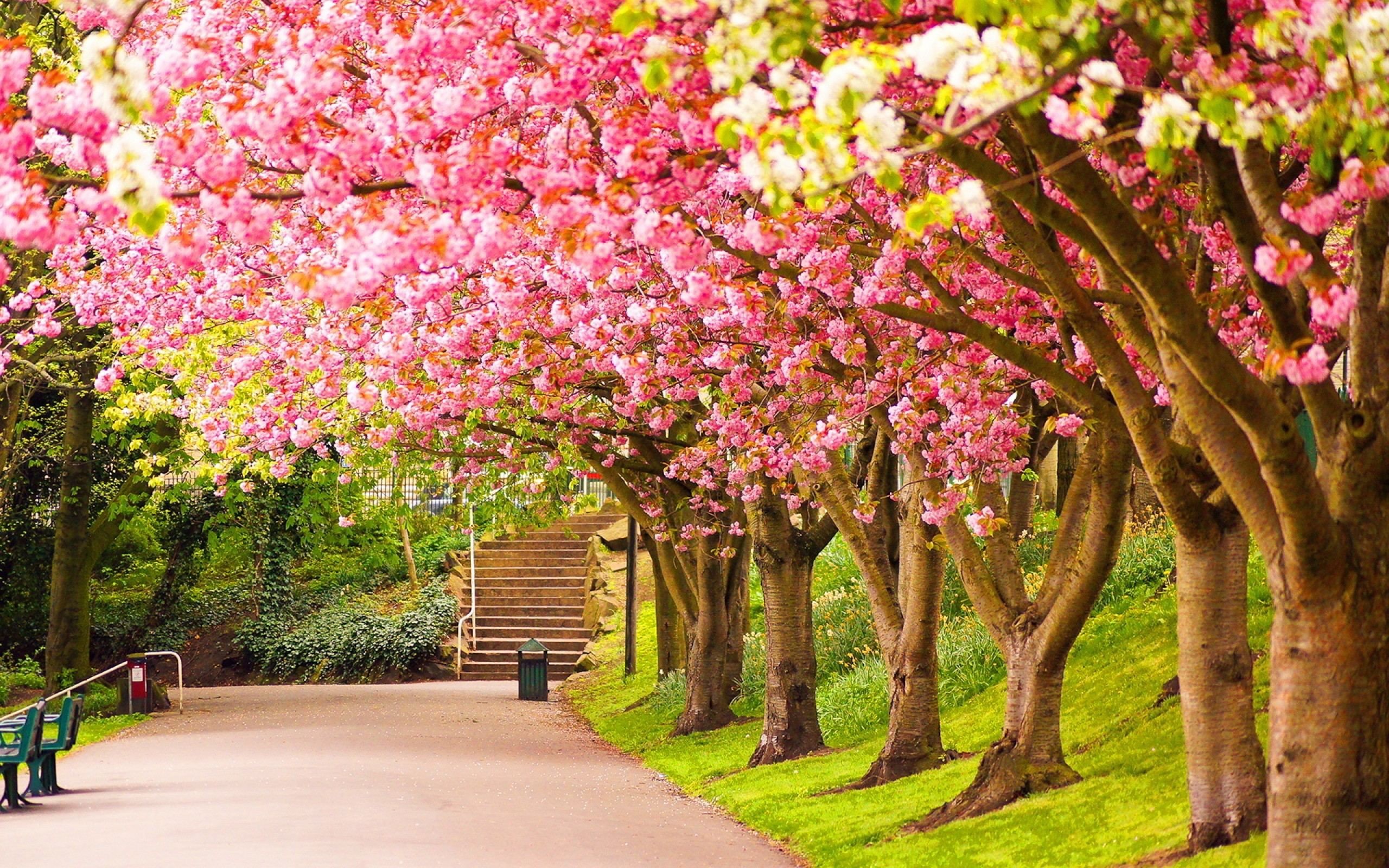 Ciliegi in fiore, Viale, Parco, Primavera, 2K, sfondo Windows 11