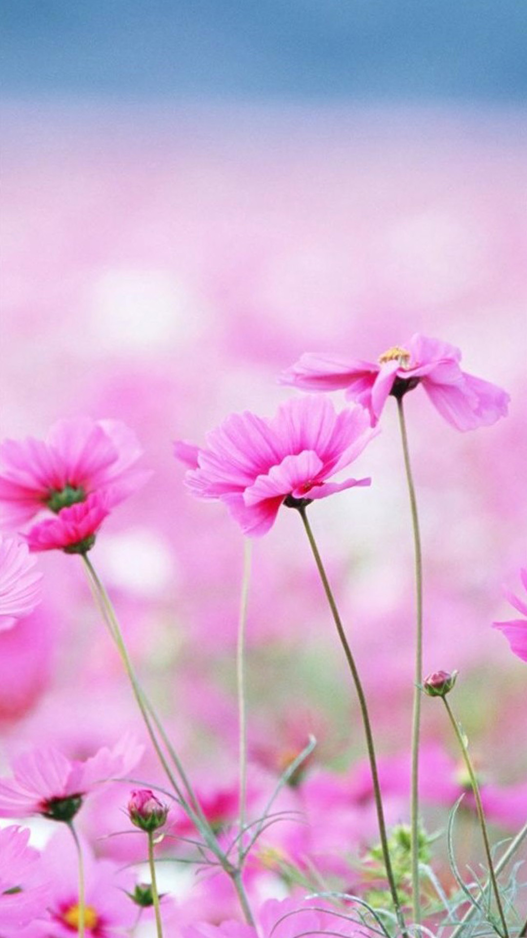 Cosmee, Fiori rosa, Prato fiorito, Full HD, schermata di blocco iPhone