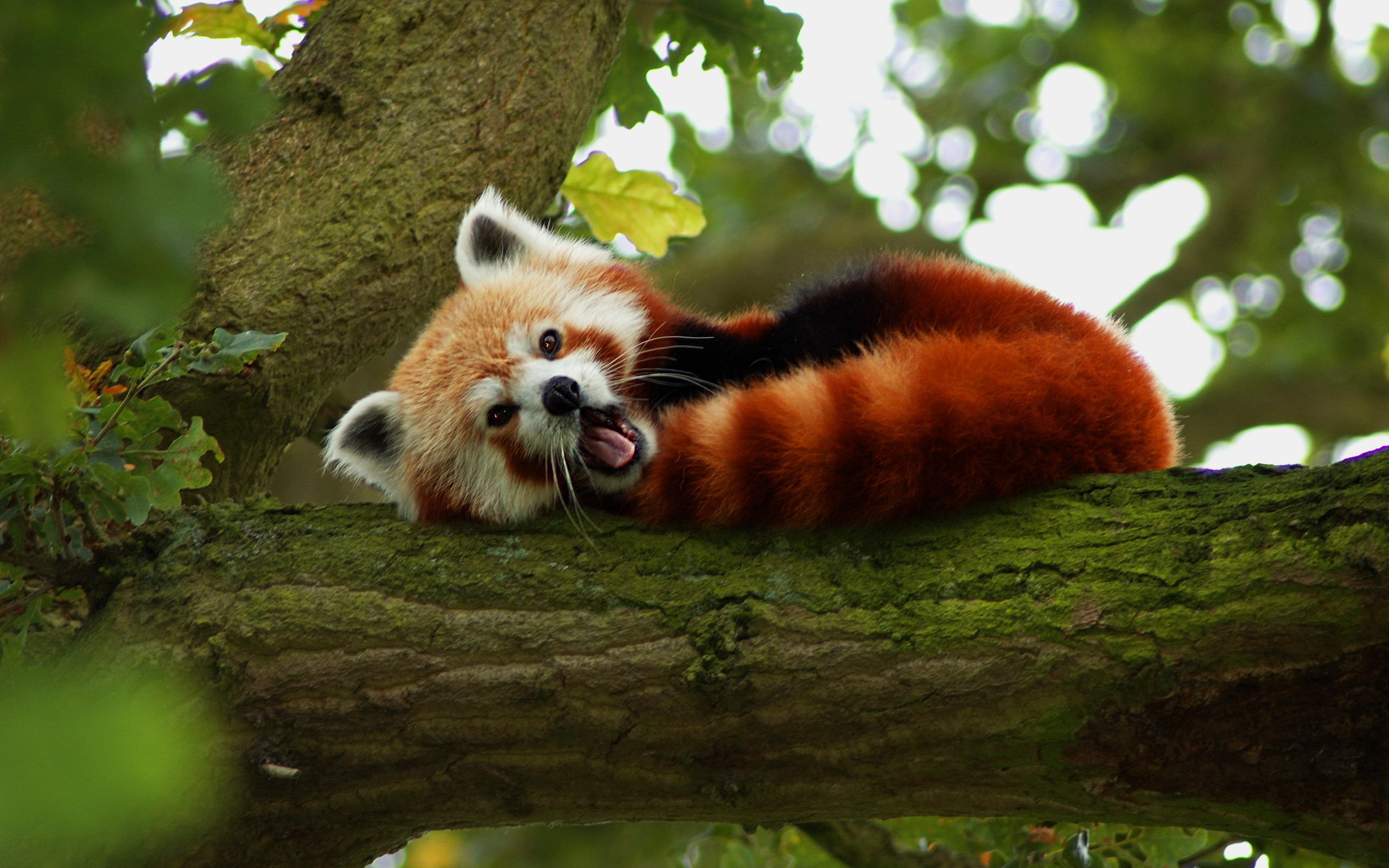 Panda rosso, Ramo, Sbadiglio, 2K, sfondo per portatile