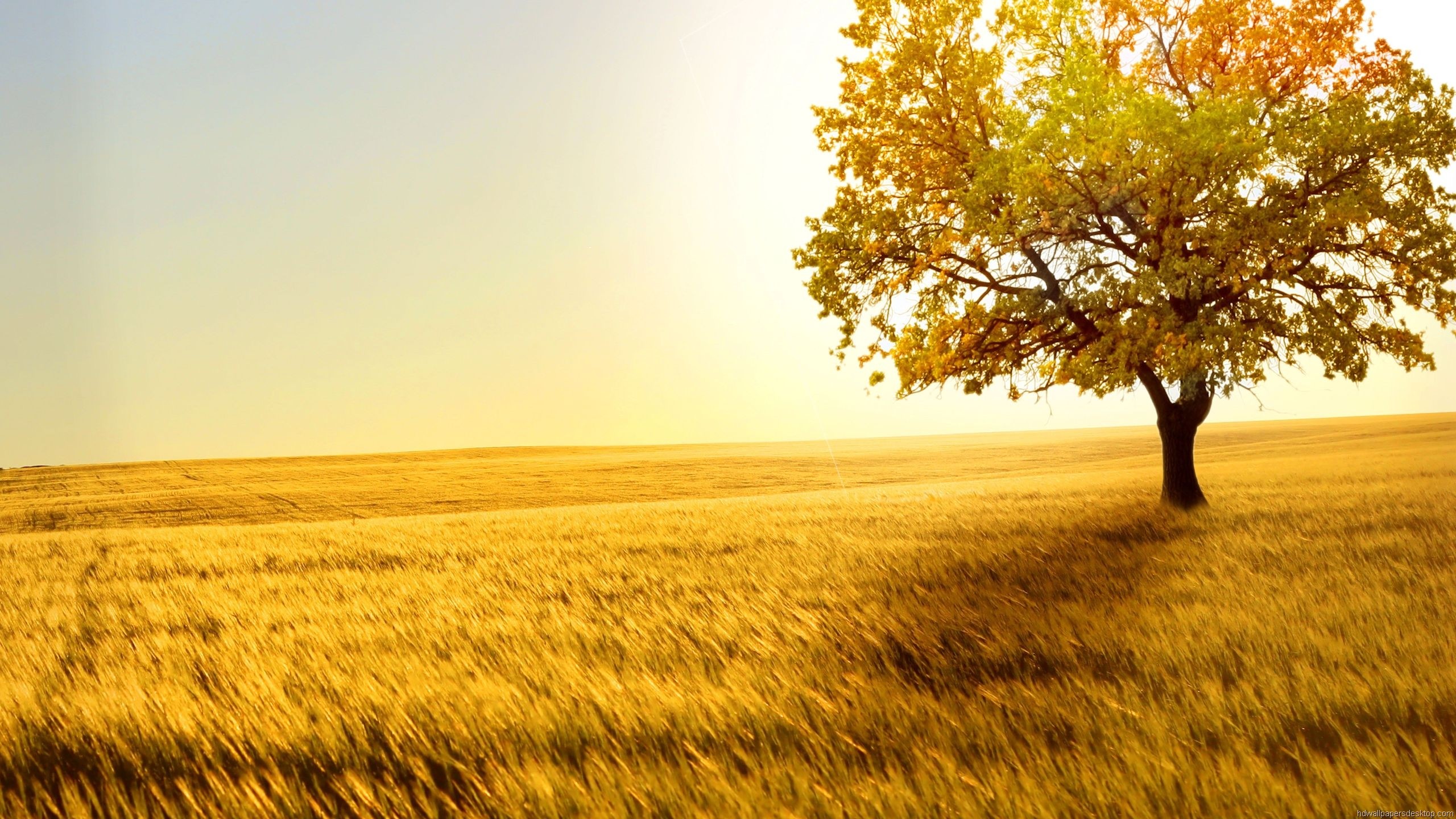 Albero, Campo di grano, Autunno, Sole, 2K, sfondo per PC