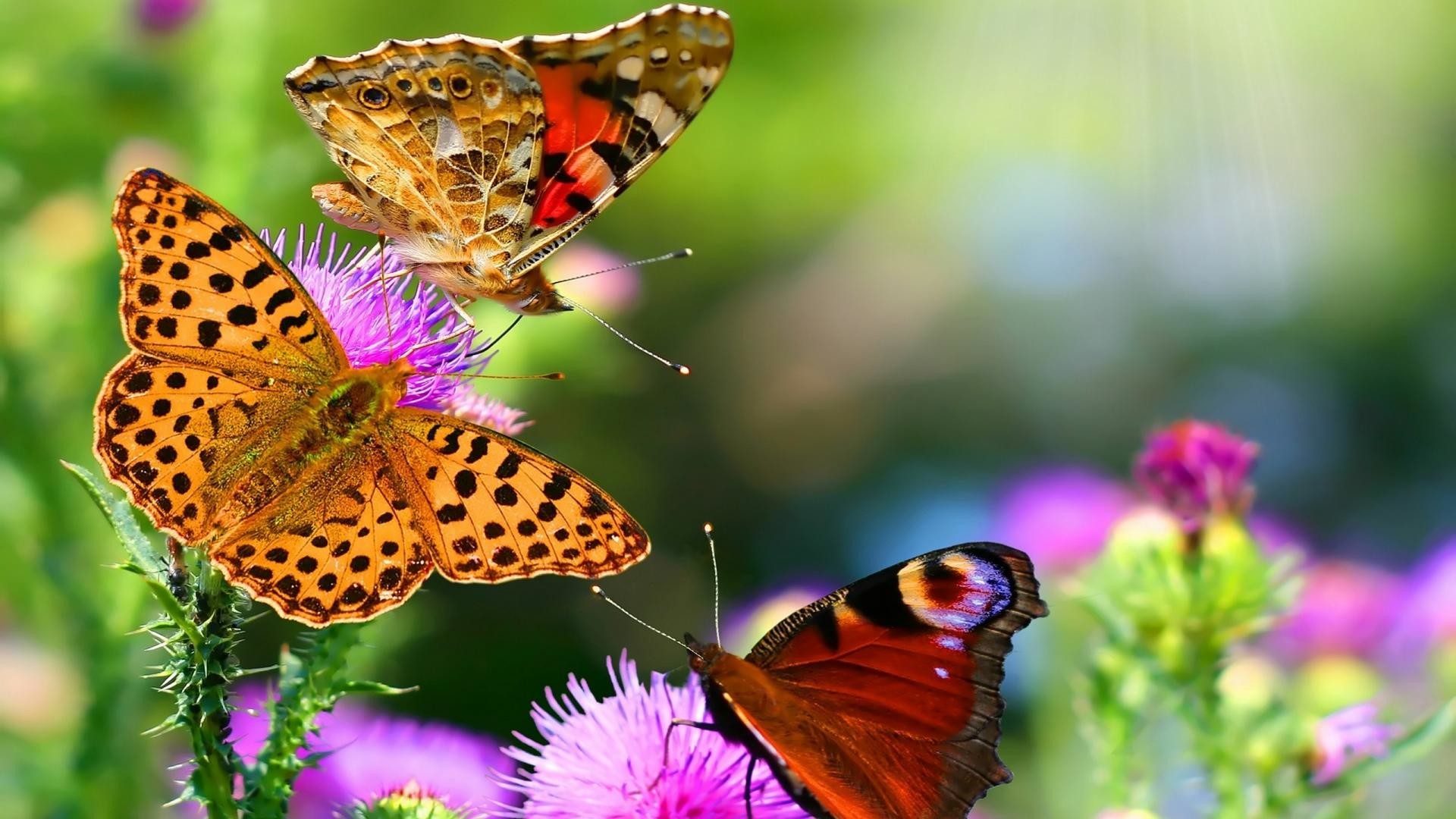 Farfalle, Vanessa del cardo, Vanessa io, Fiori, Cardo, sfondo PC Full HD