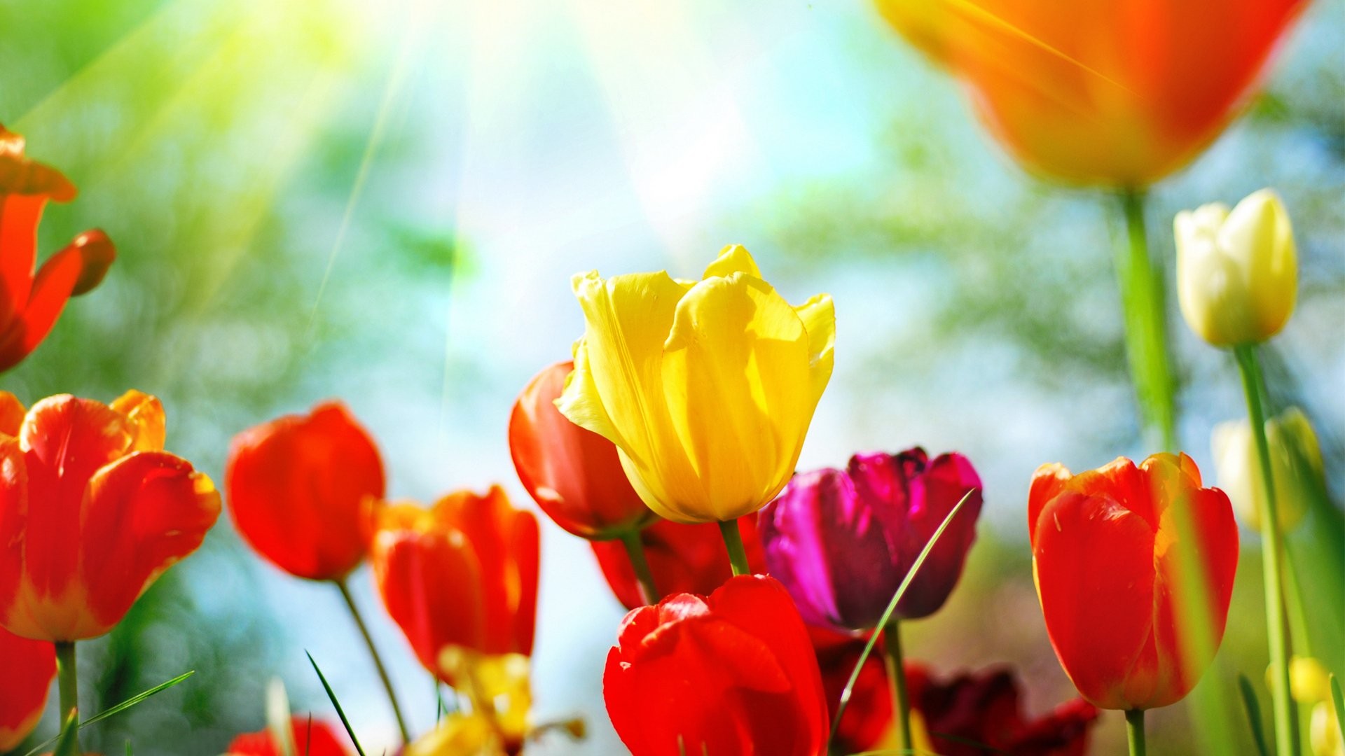 Tulipani, Rosso, Giallo, Primavera, Full HD 1080p, sfondo desktop