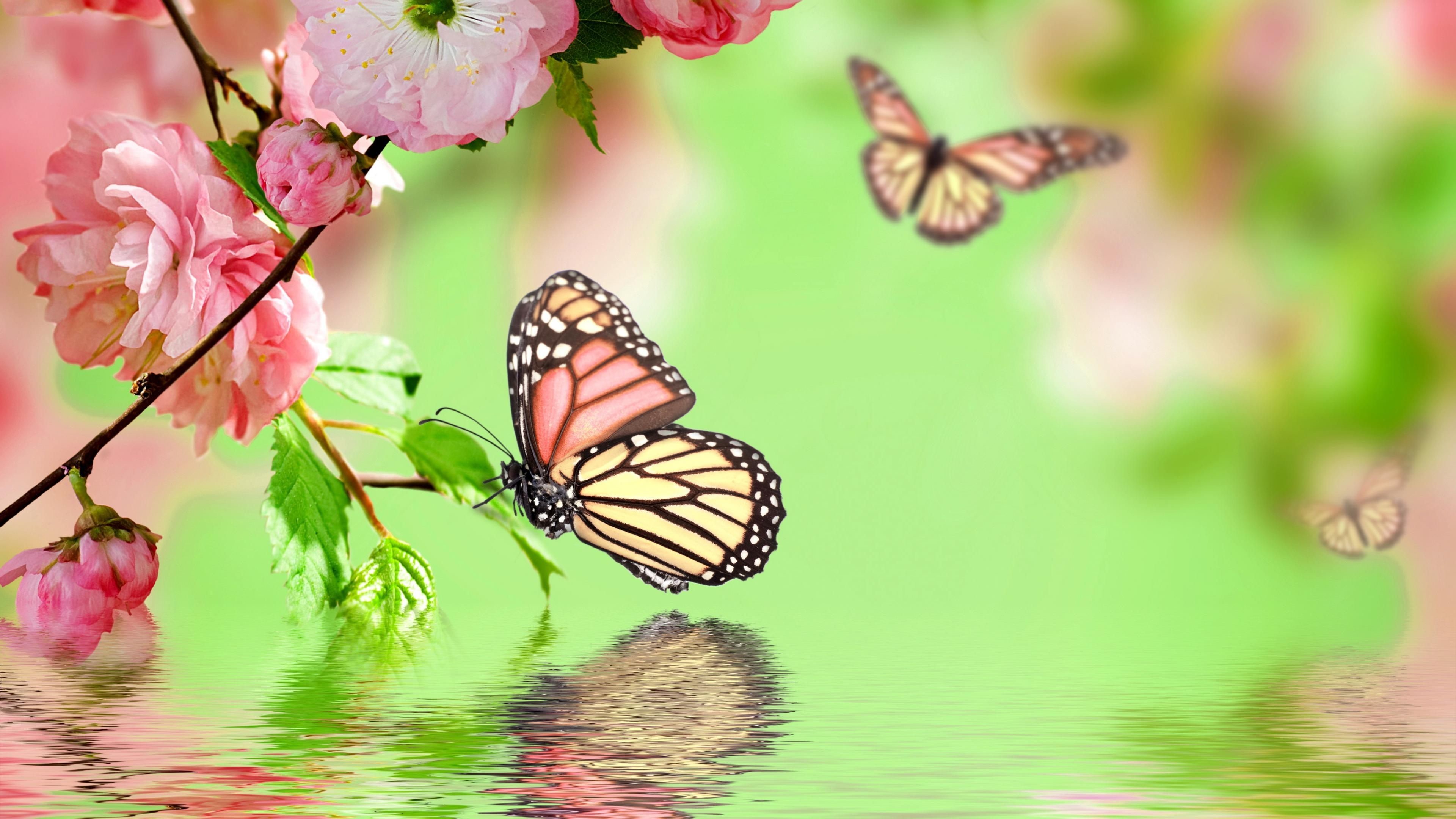 Monarca, Farfalle, Fiori di ciliegio, Riflesso nell'acqua, 4K 2160p, sfondo desktop