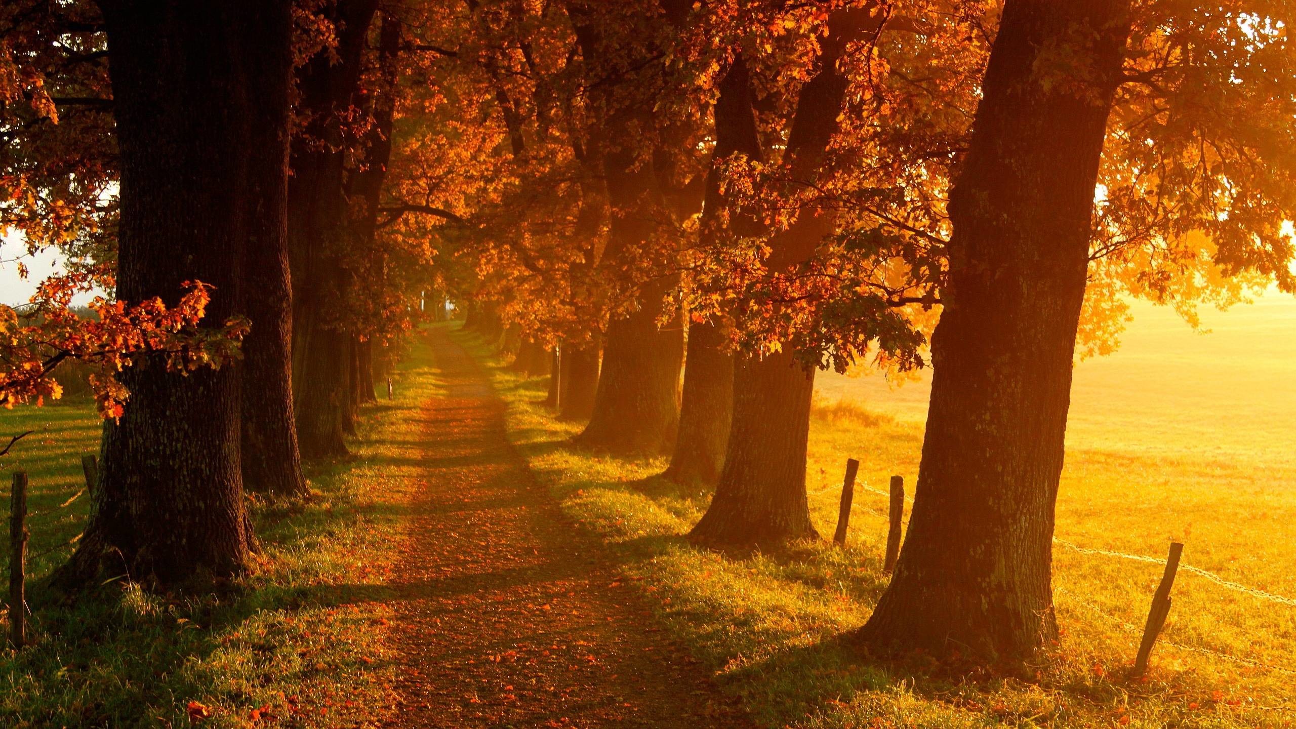 Viale alberato, Luce dorata, Sentiero, 2K, sfondo per portatile