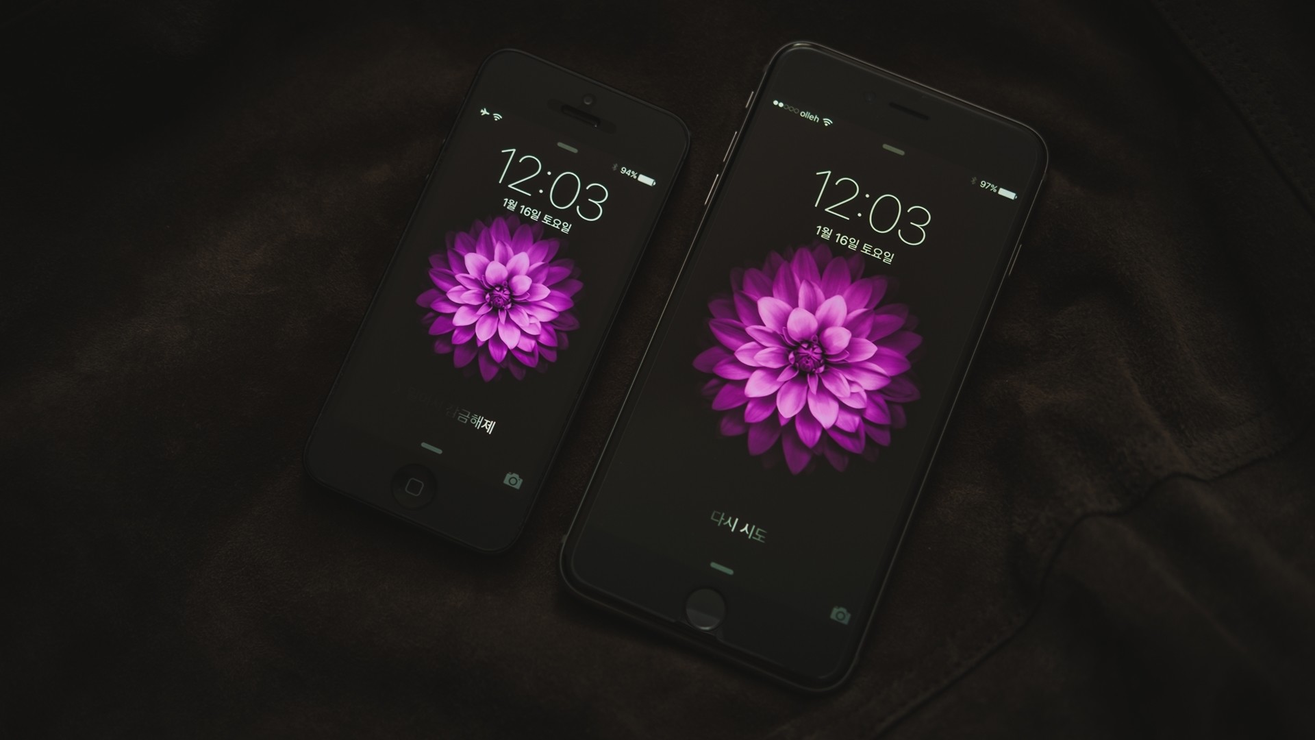 iPhone 6, iPhone 6 Plus, Fiore viola, Smartphone, Full HD, wallpaper per portatile