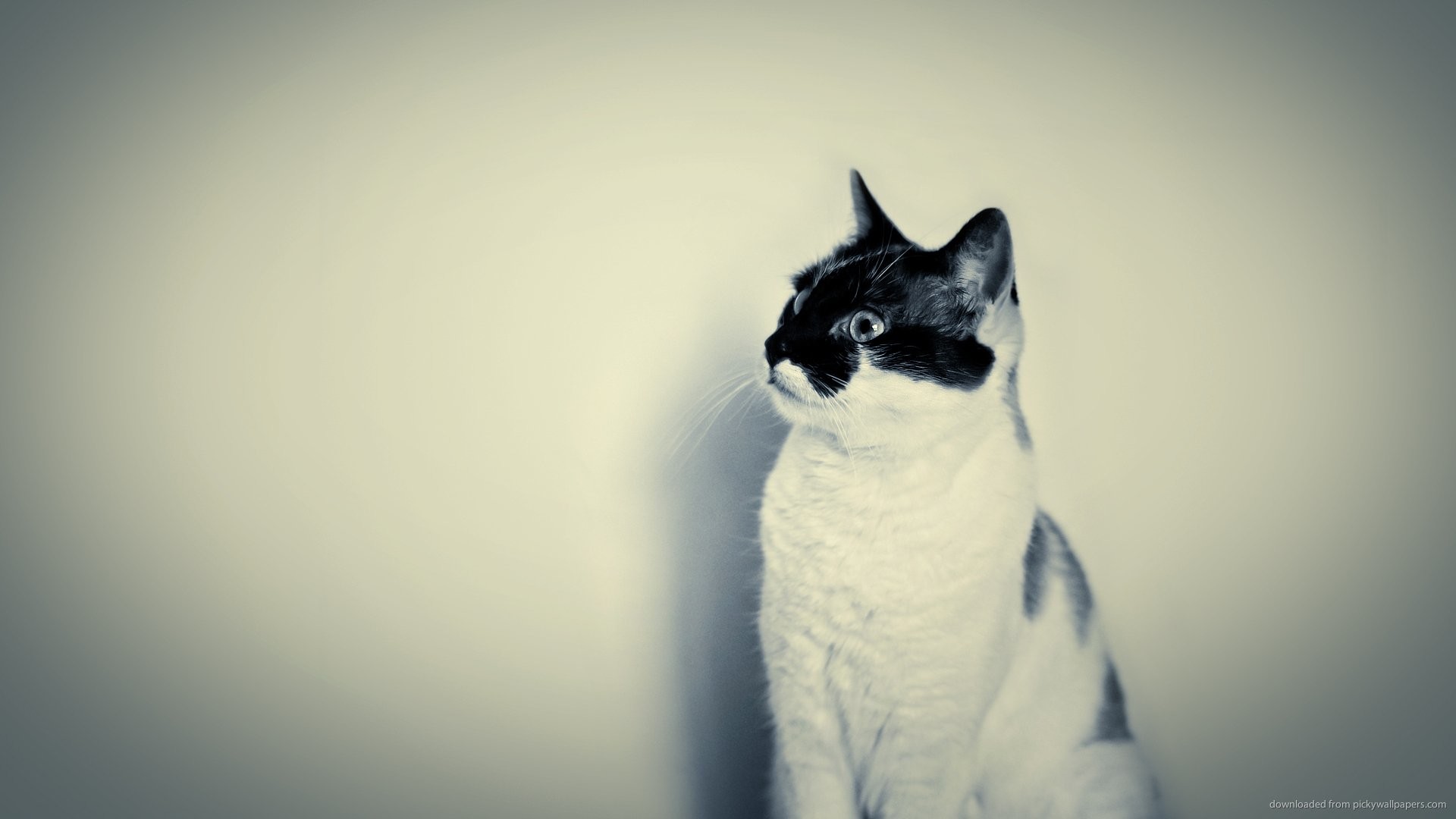 Gatto, Bianco e nero, Minimalismo, Vintage, Full HD, sfondo Windows 11