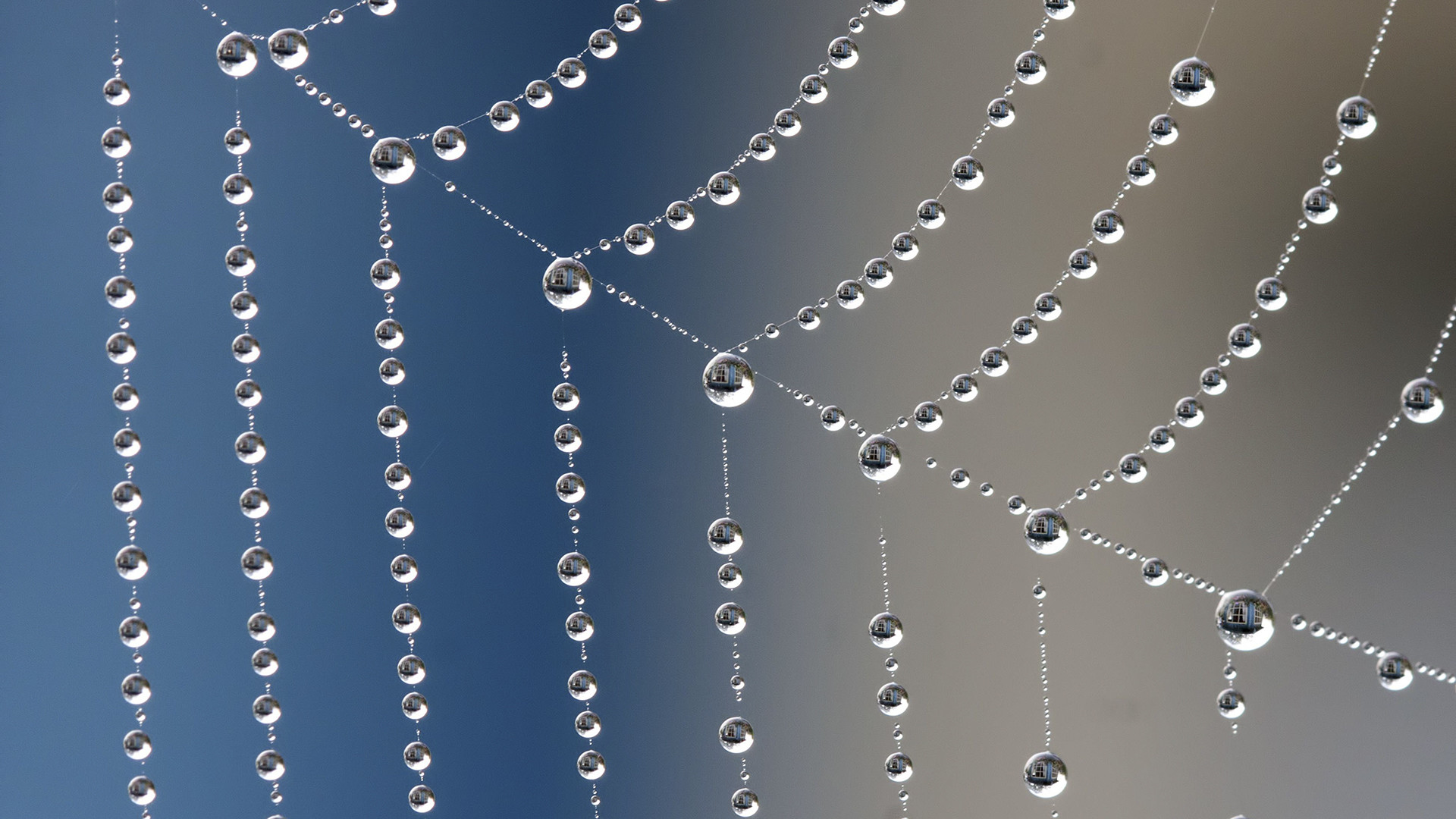 Spider's Webs Water Droplets, sfondo desktop Windows 10