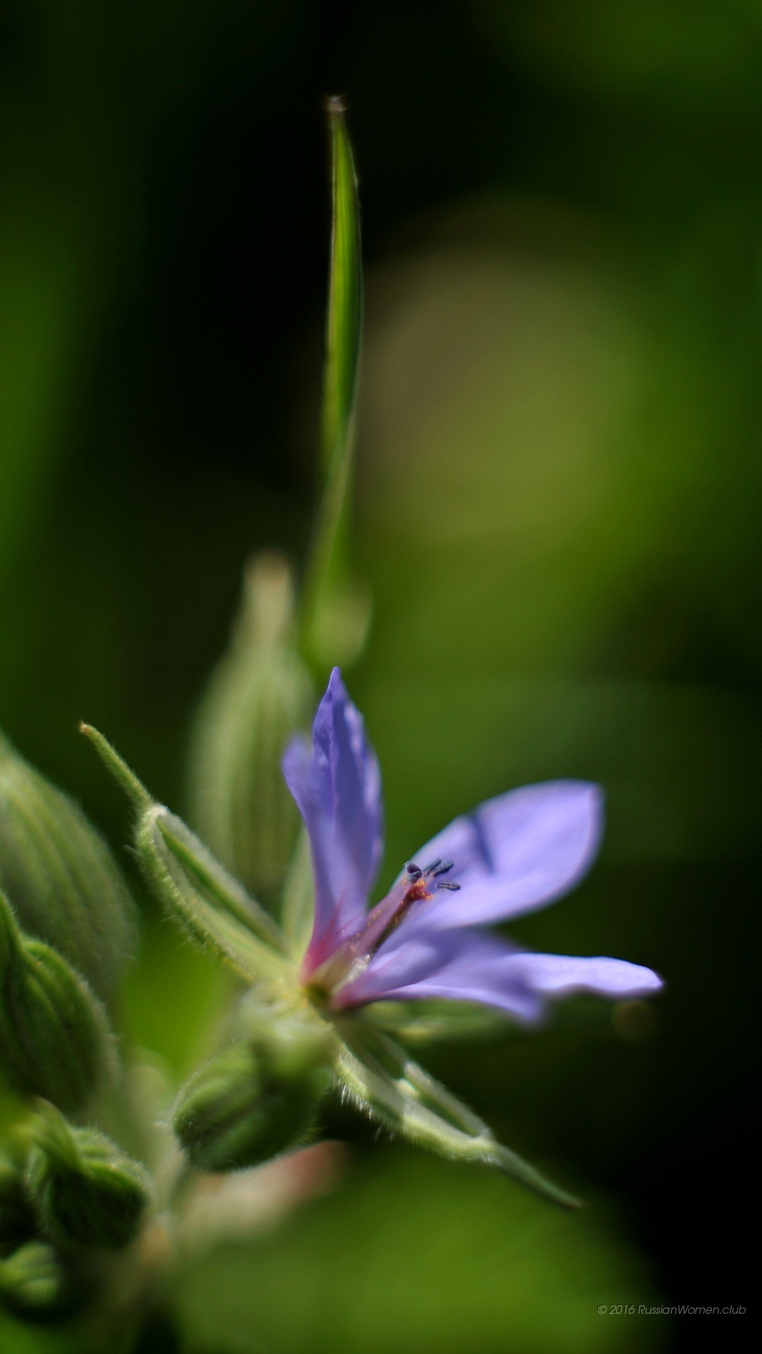 Fiordaliso, Fiore viola, Bokeh verde, sfondo per Huawei P9