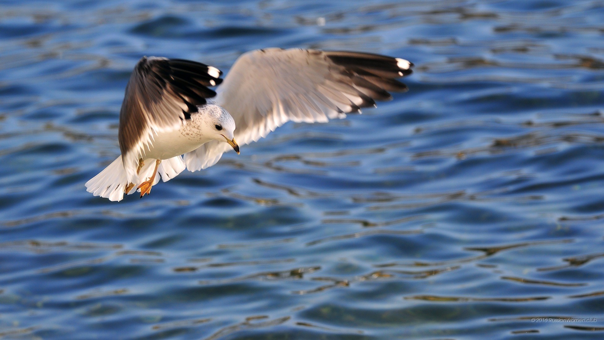 Gabbiano, Volo, Mare, Full HD, sfondo per desktop