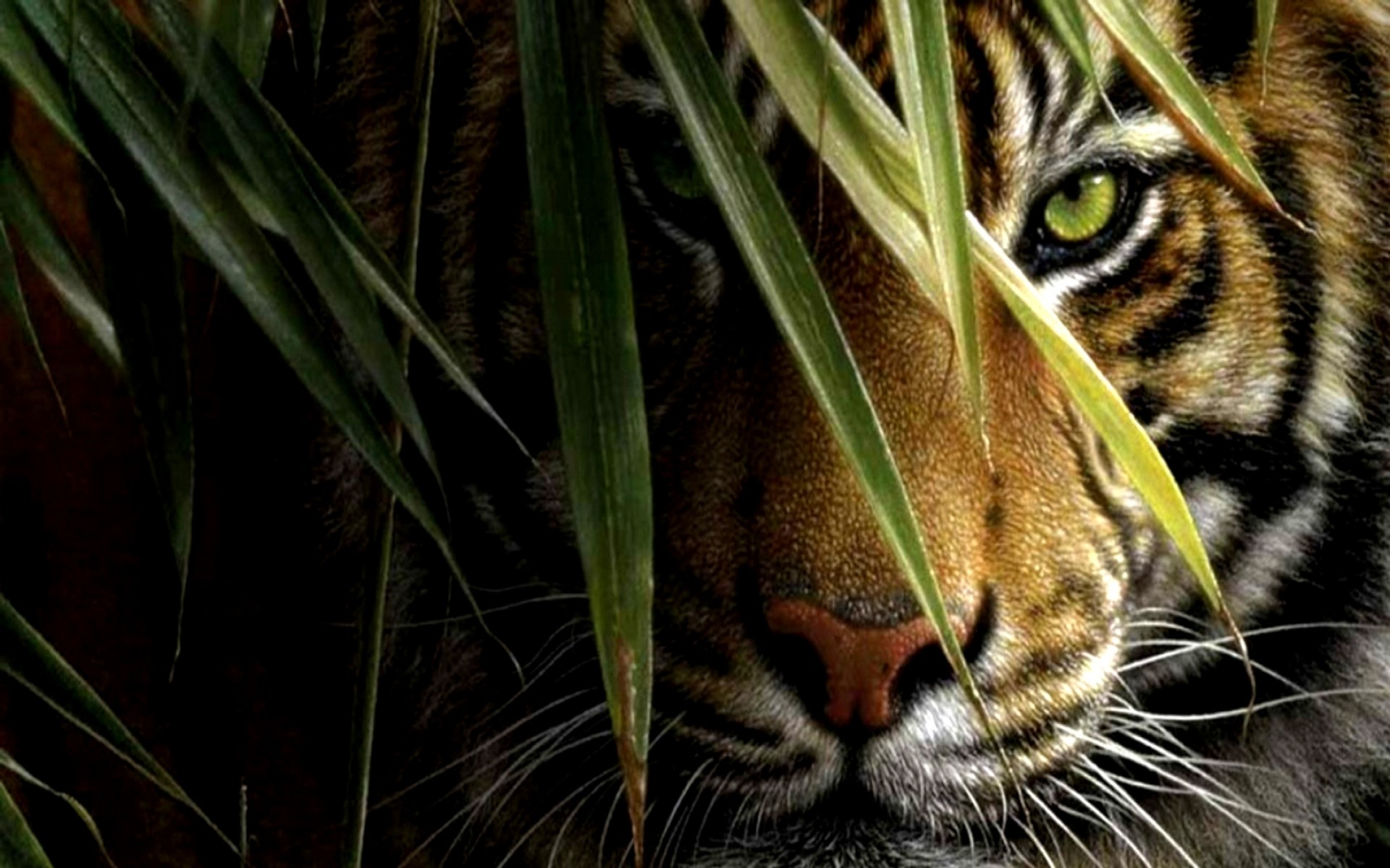 Tigre, Occhi, Erba, Primo piano, Full HD, sfondo per PC e portatile