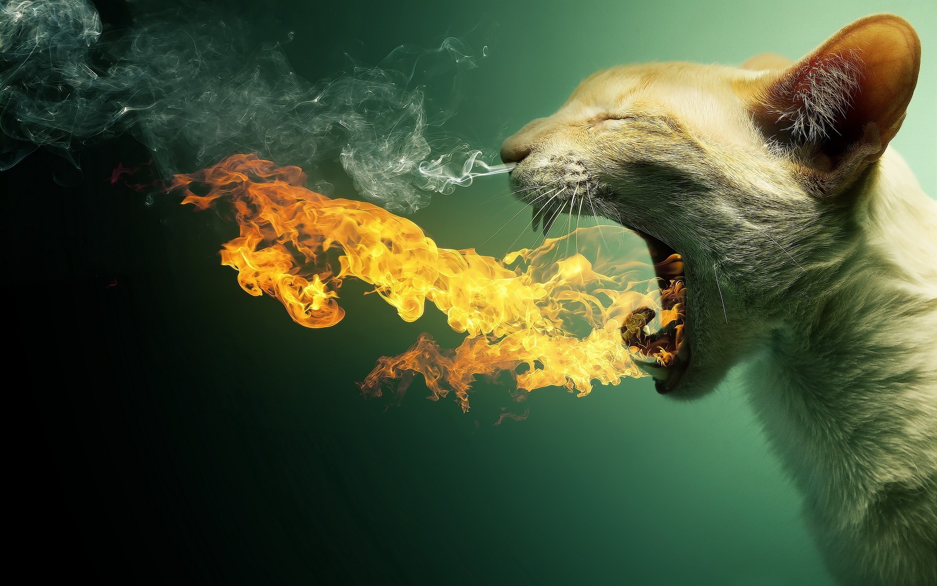 Gatto, Fuoco, Sputafuoco, Fotomanipolazione, sfondo desktop PC