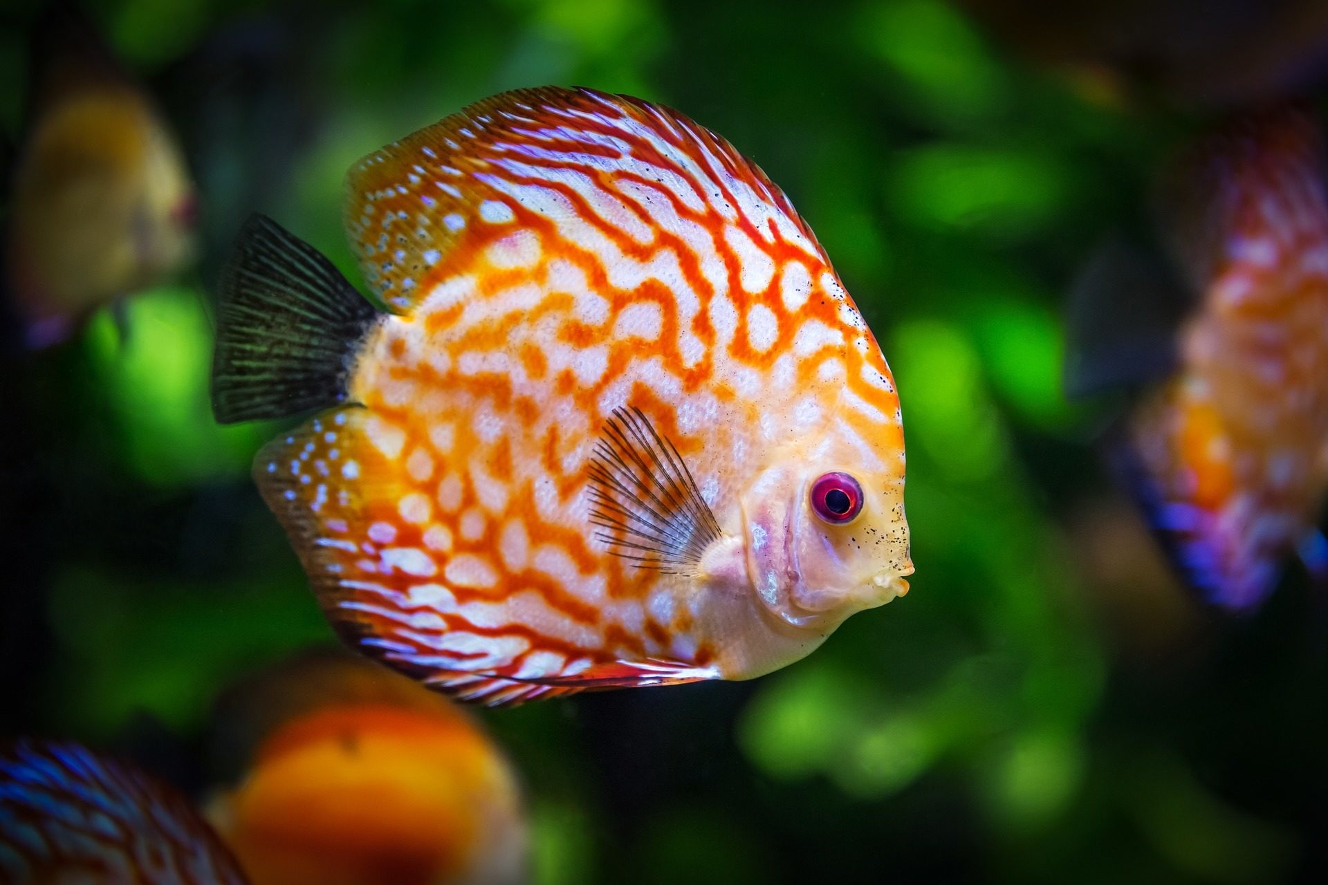 Pesce disco, Discus, Acquario, Arancione, Full HD, wallpaper per computer