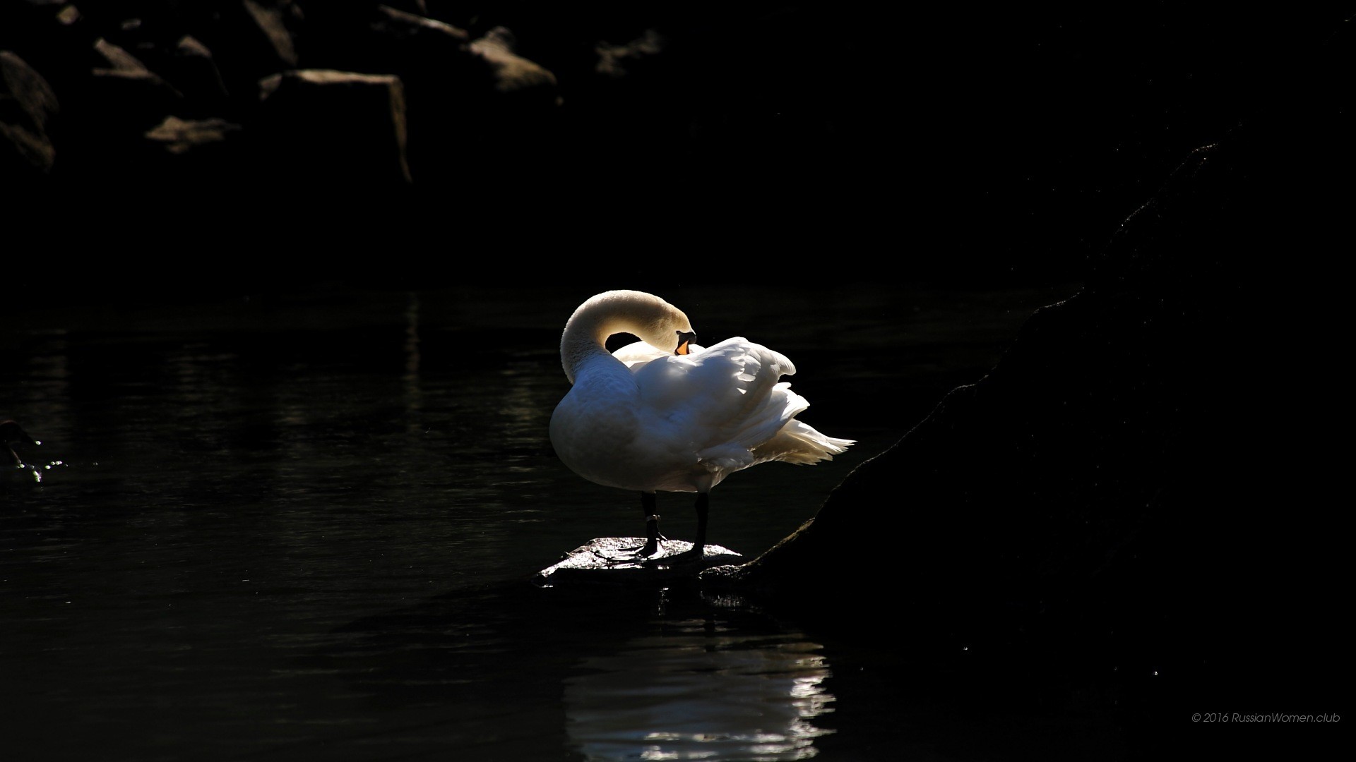 Cigno, Acqua scura, Notte, sfondo Huawei P8