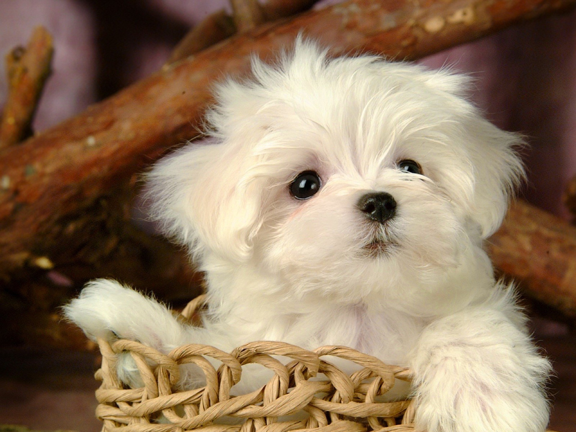 Maltese, Cucciolo, Cesto, Full HD, sfondo per iPad e tablet
