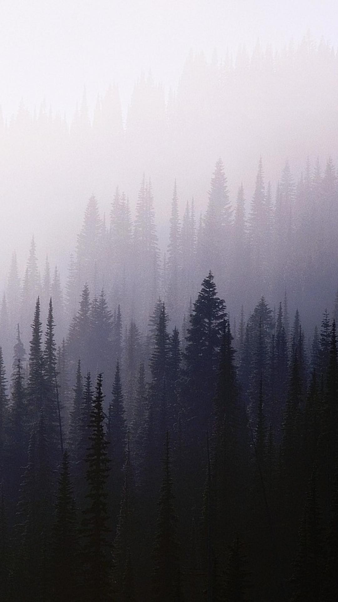 Foresta, Nebbia, Abeti, Atmosfera, immagine di sfondo iPhone