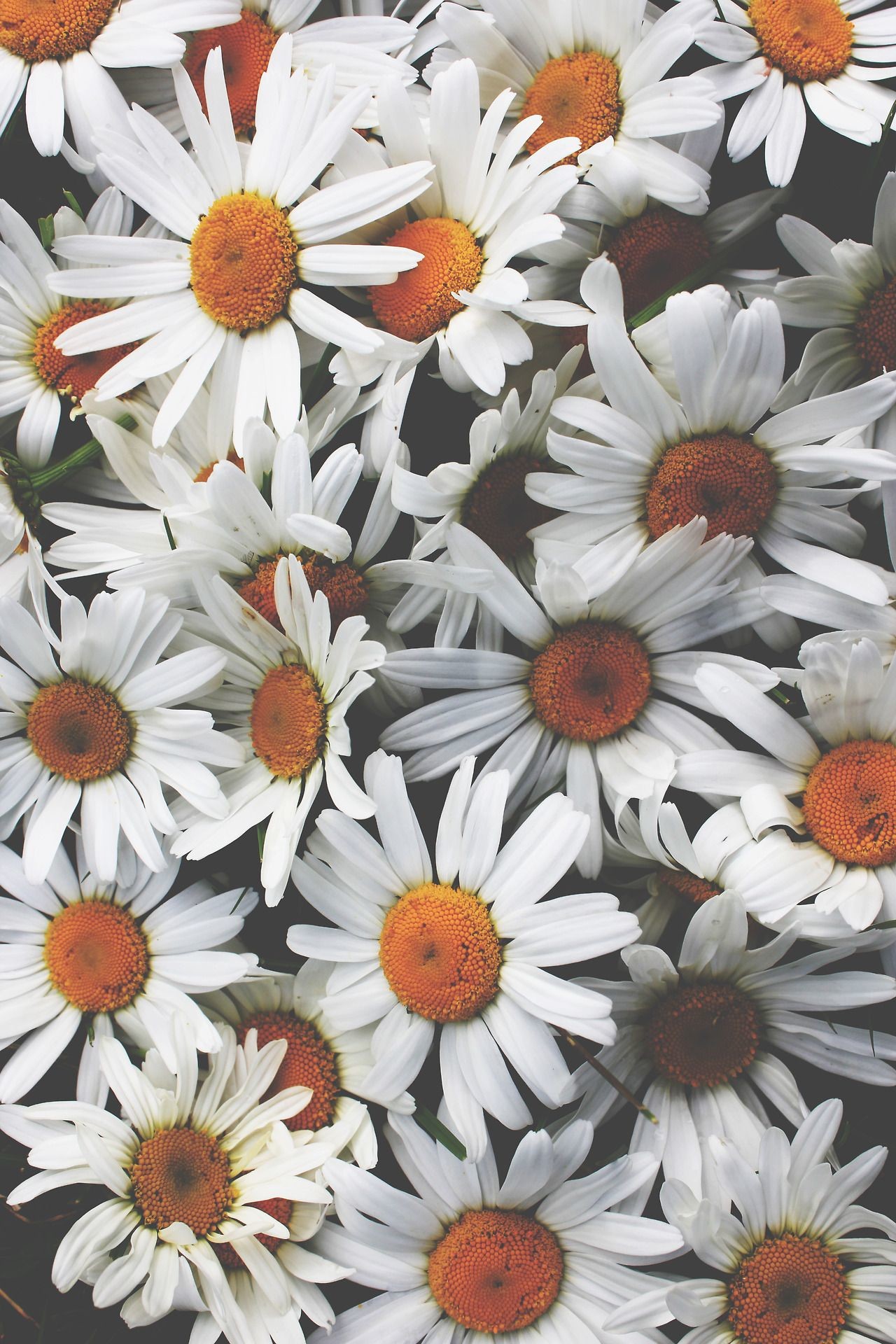 Margherite, Fiori bianchi, Composizione floreale, immagine di sfondo iPhone 6
