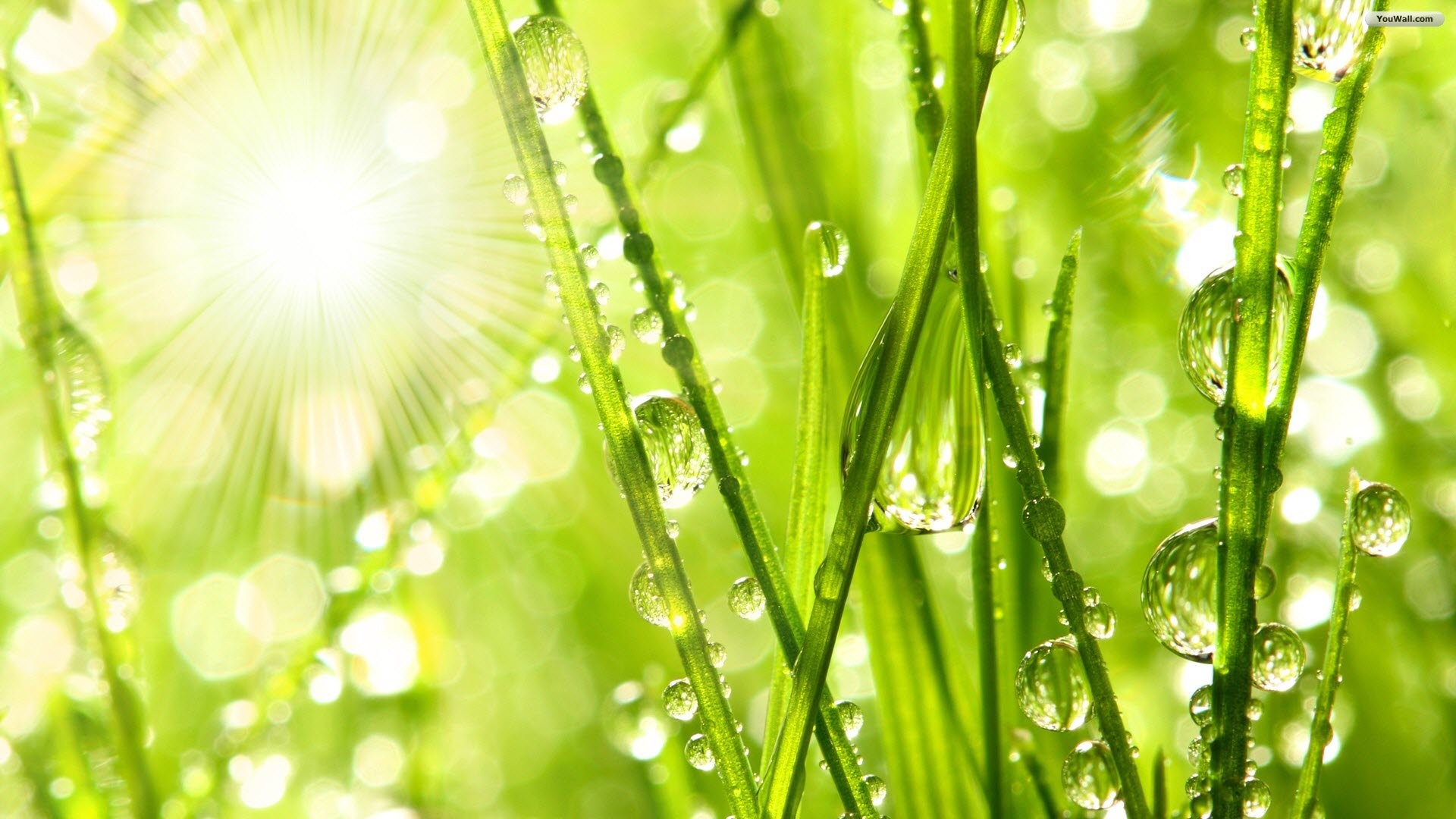 Erba, Gocce di rugiada, Sole, Macro, Full HD, wallpaper desktop