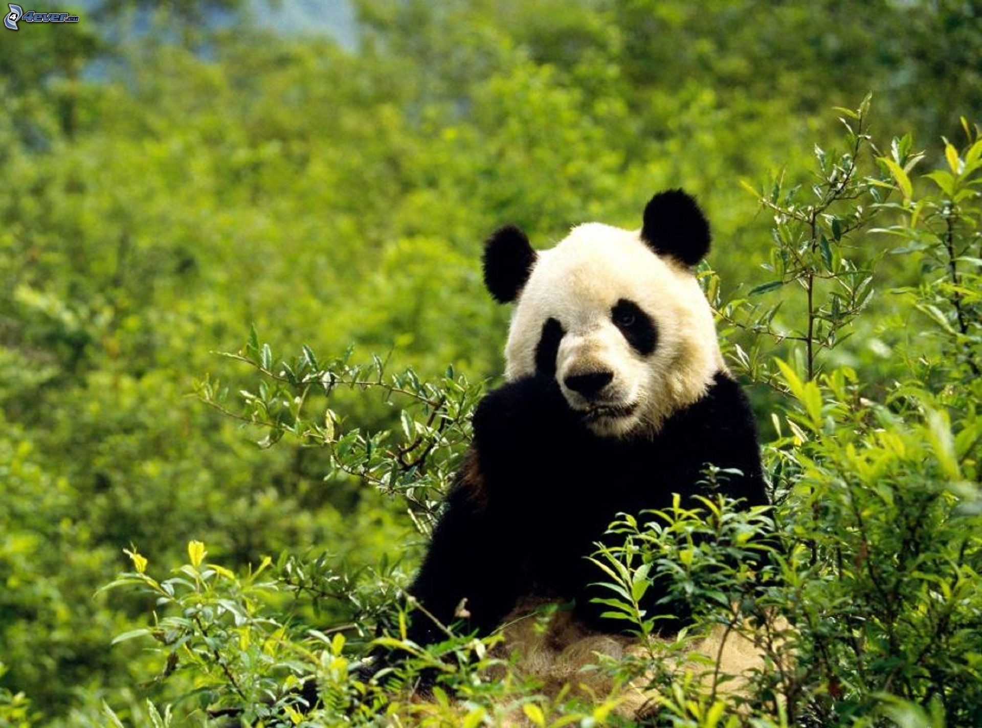 Panda gigante, Vegetazione, Bambù, sfondo per iPad e tablet