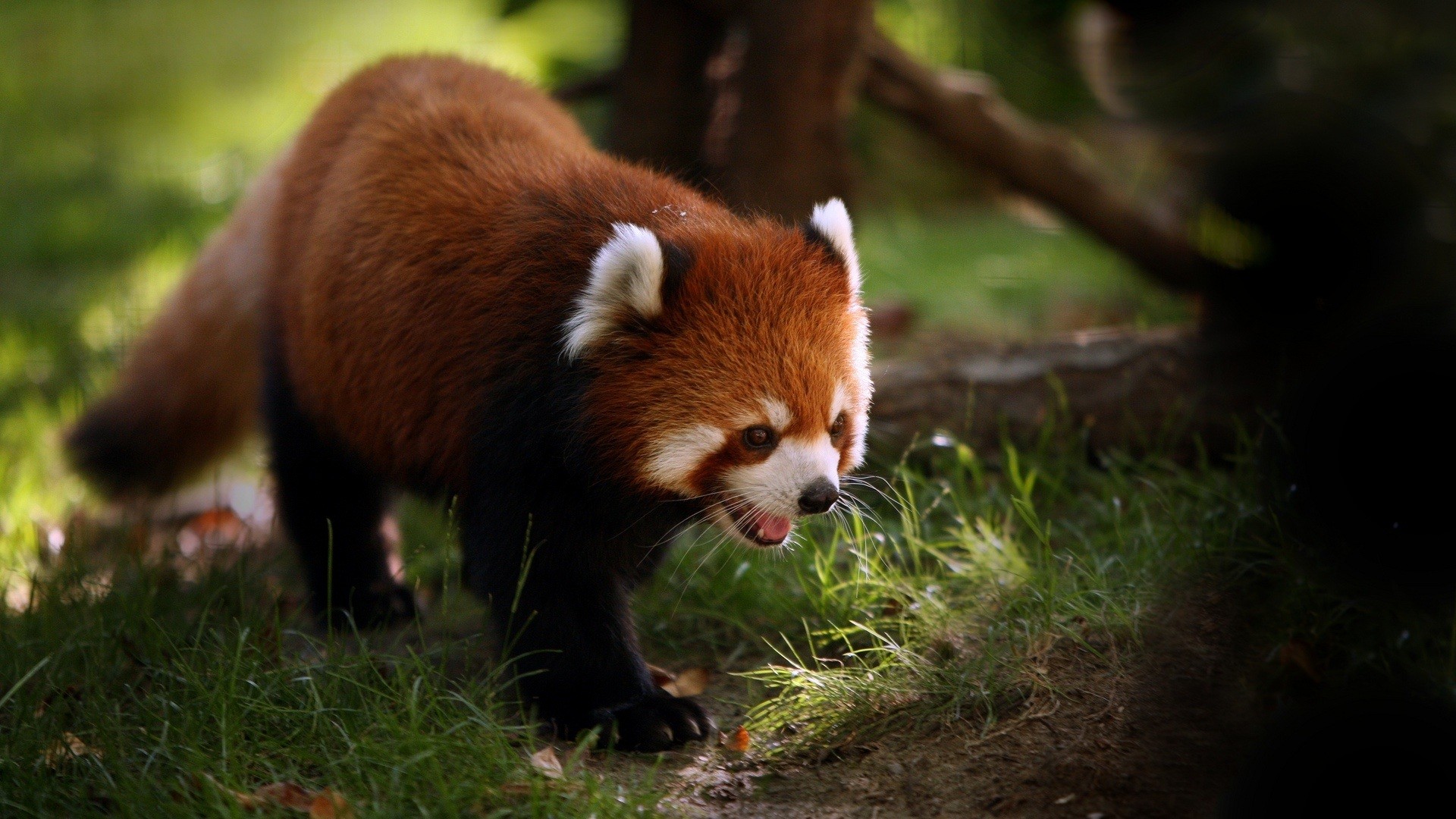 Panda rosso, Prato, Luce del sole, 1920x1080, sfondo per PC