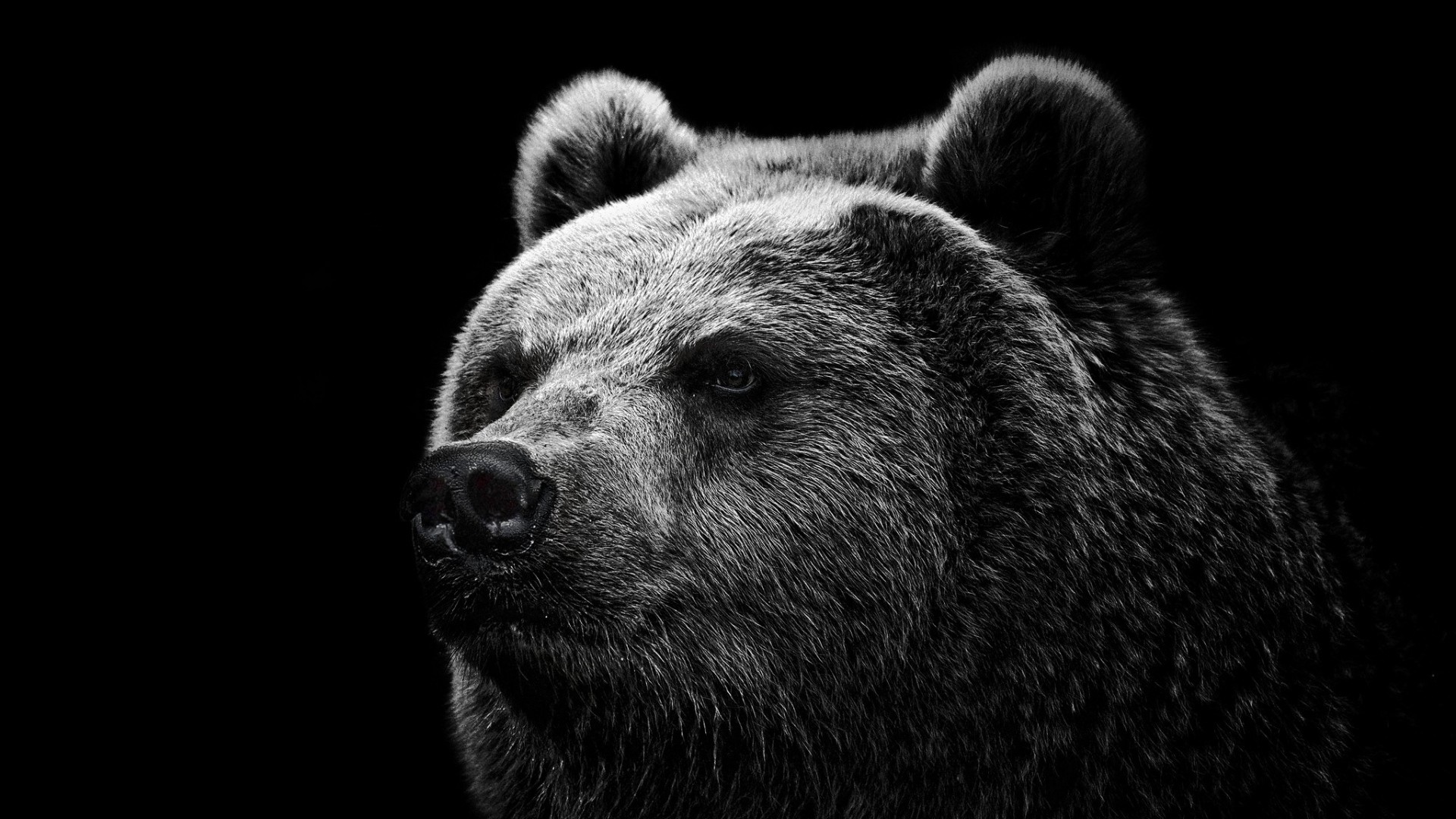 Orso bruno, Animali, Ritratto, Nero, Full HD, sfondo desktop
