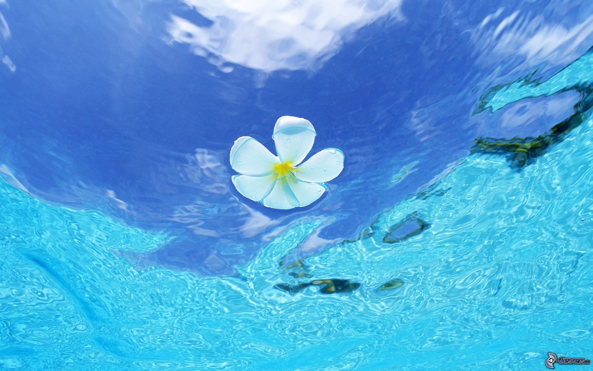 Fiore di frangipani, Acqua, Azzurro, Full HD, sfondo Windows 11
