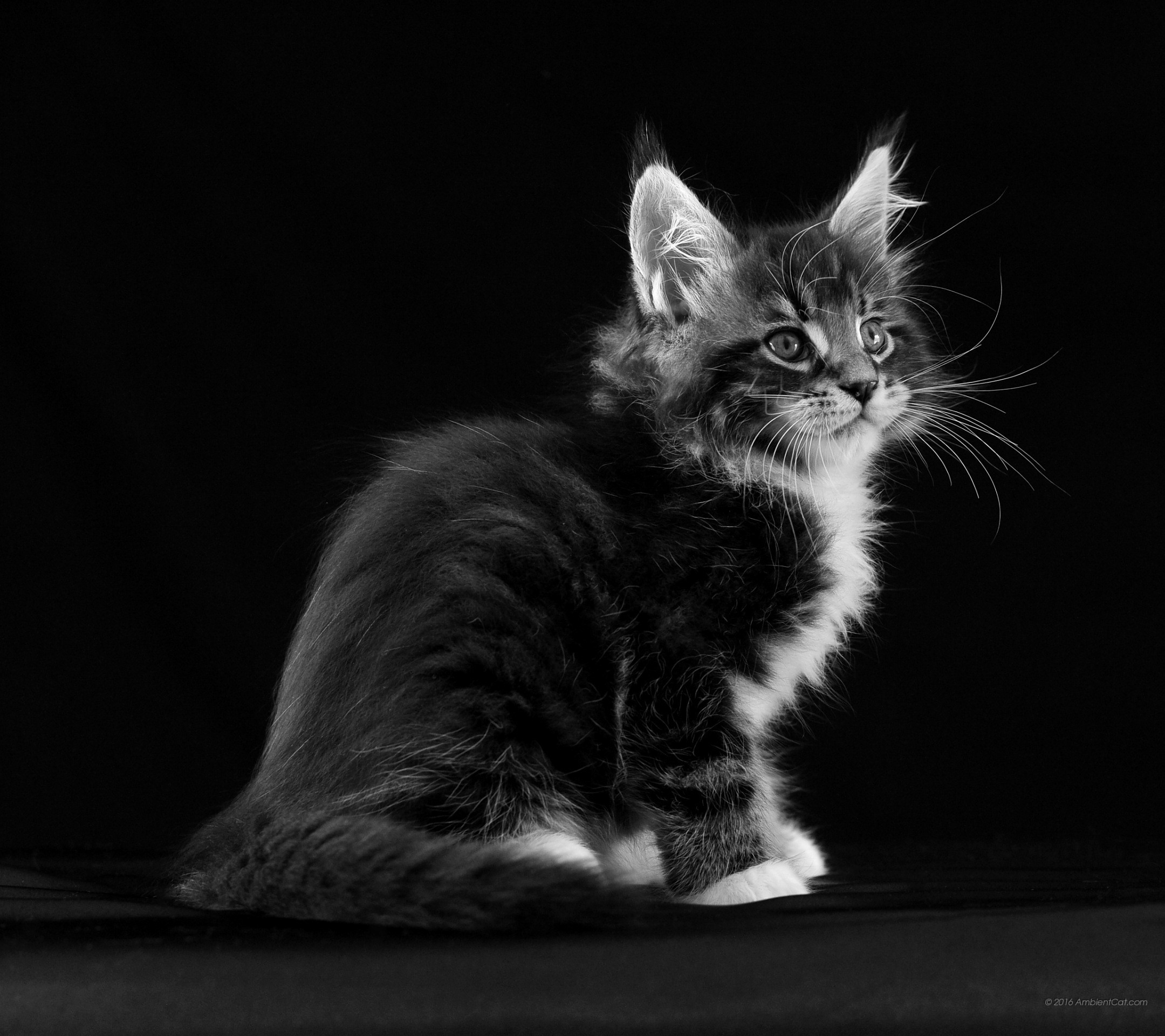 Gattino, Maine Coon, Bianco e nero, schermata di blocco Huawei P9
