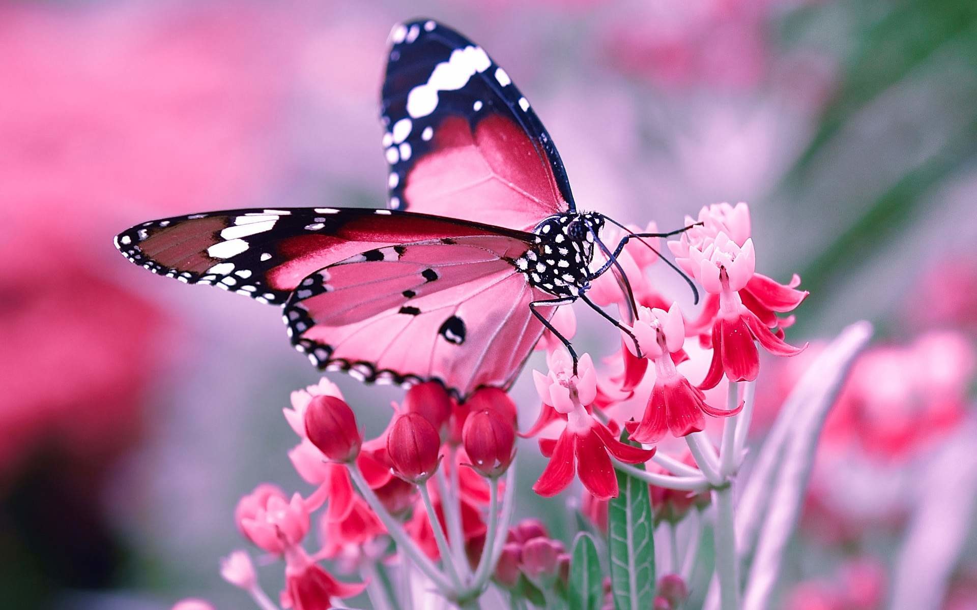 Farfalla rosa, Fiori rosa, Macro, 16:10 Full HD, sfondo widescreen