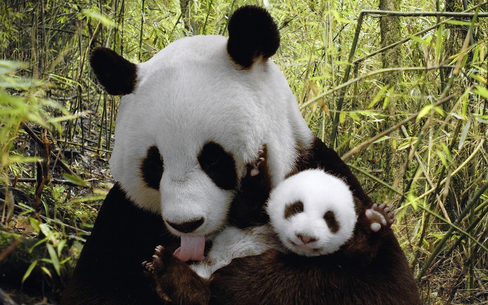 Mamma panda, Cucciolo di panda, Bambù, 16:10 Full HD, sfondo widescreen