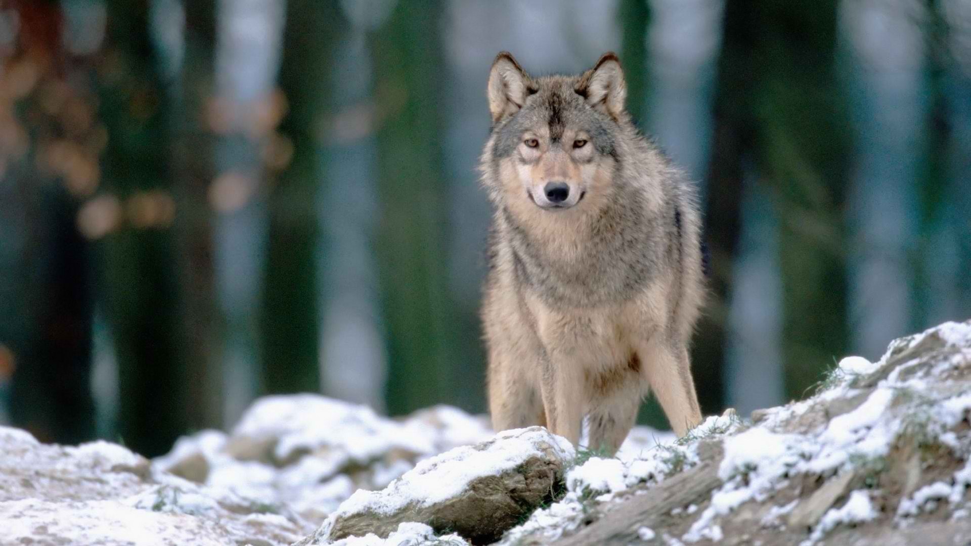 Lupo grigio, Foresta, Rocce innevate, 16:9 Full HD, sfondo widescreen
