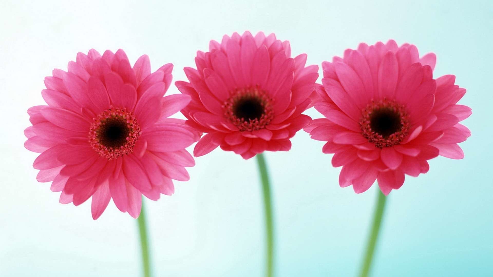 Gerbera, Fiori rosa, Tre fiori, Sfondo chiaro, 1920x1080, wallpaper desktop