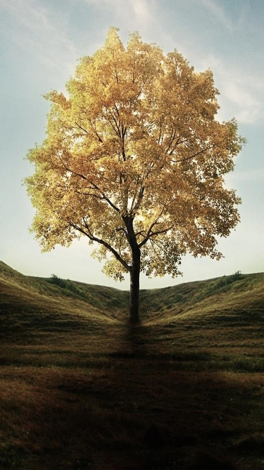Albero solitario, Foglie dorate, Collina, Autunno, Full HD, wallpaper per smartphone