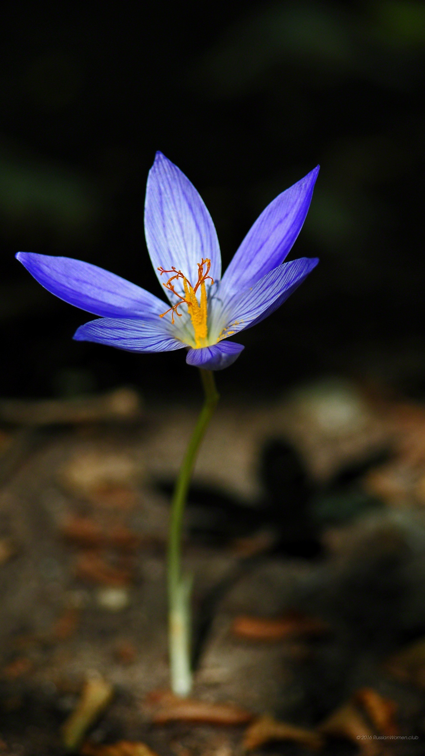 Croco, Fiore viola, Sfondo scuro, QHD+, wallpaper per cellulare