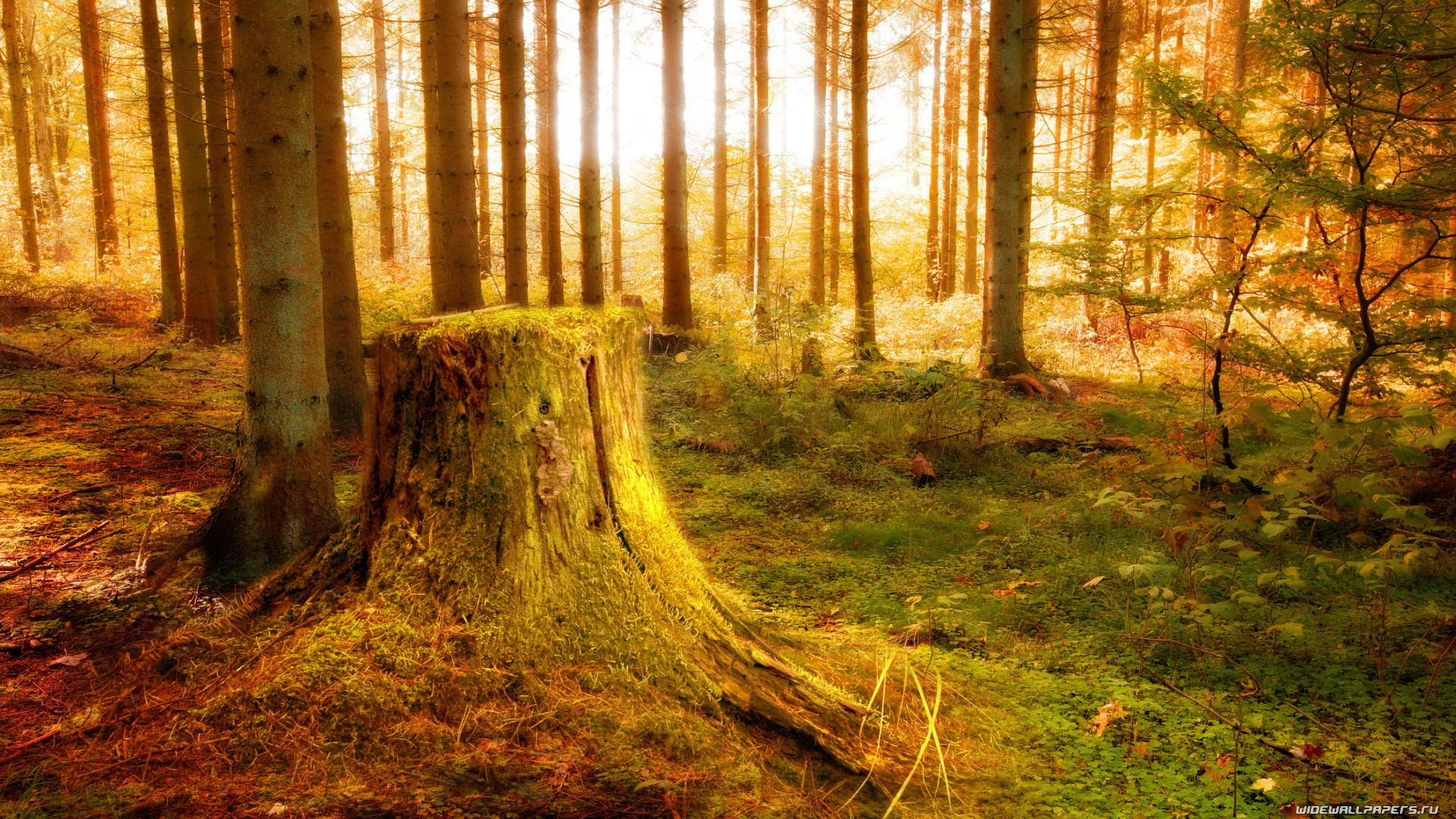 Foresta, Ceppo, Luce dorata, Autunno, Full HD, sfondo per portatile