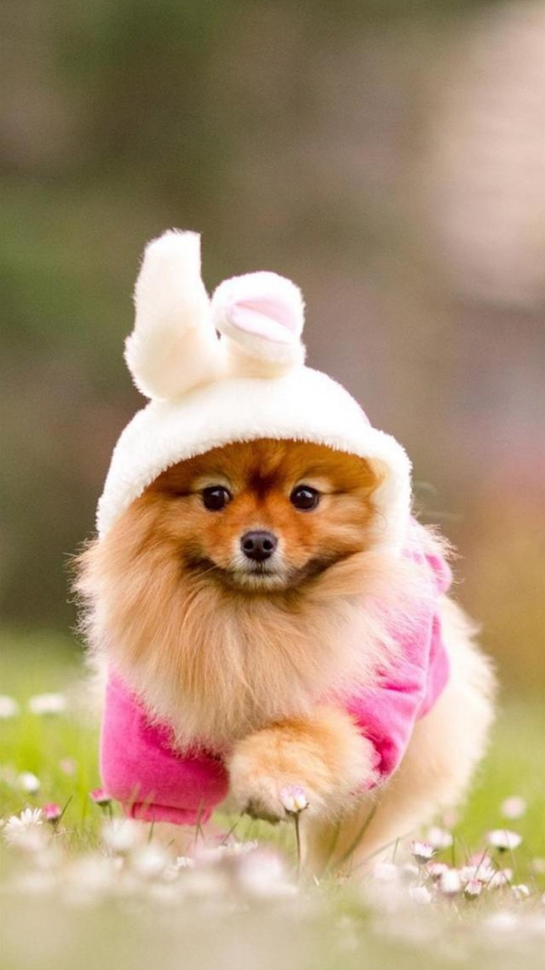 Volpino di Pomerania, Costume da coniglio, Prato, Rosa, Full HD, schermata di blocco del cellulare