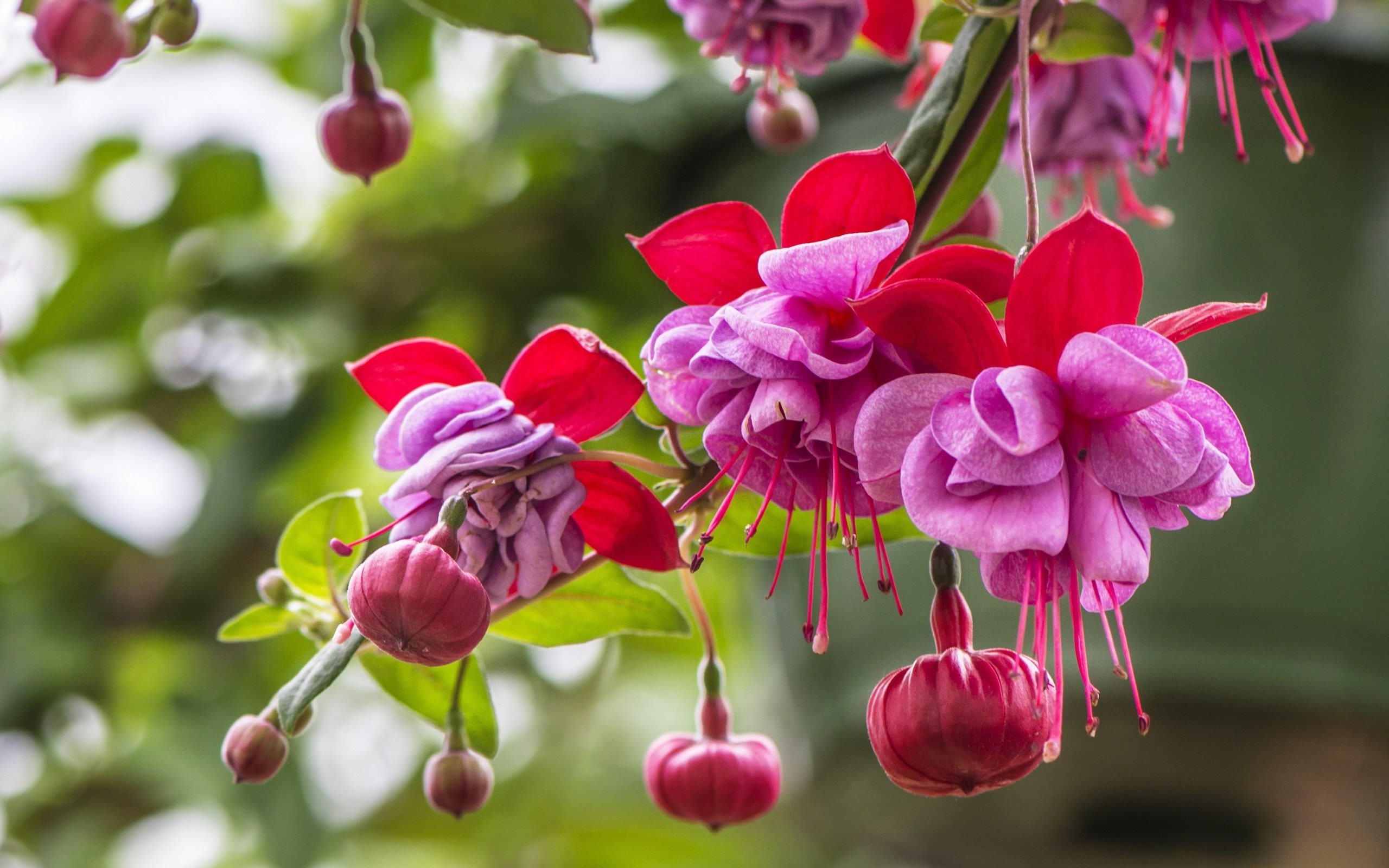 Fucsia, Fiori, Giardino, 2K 1600p, sfondo desktop