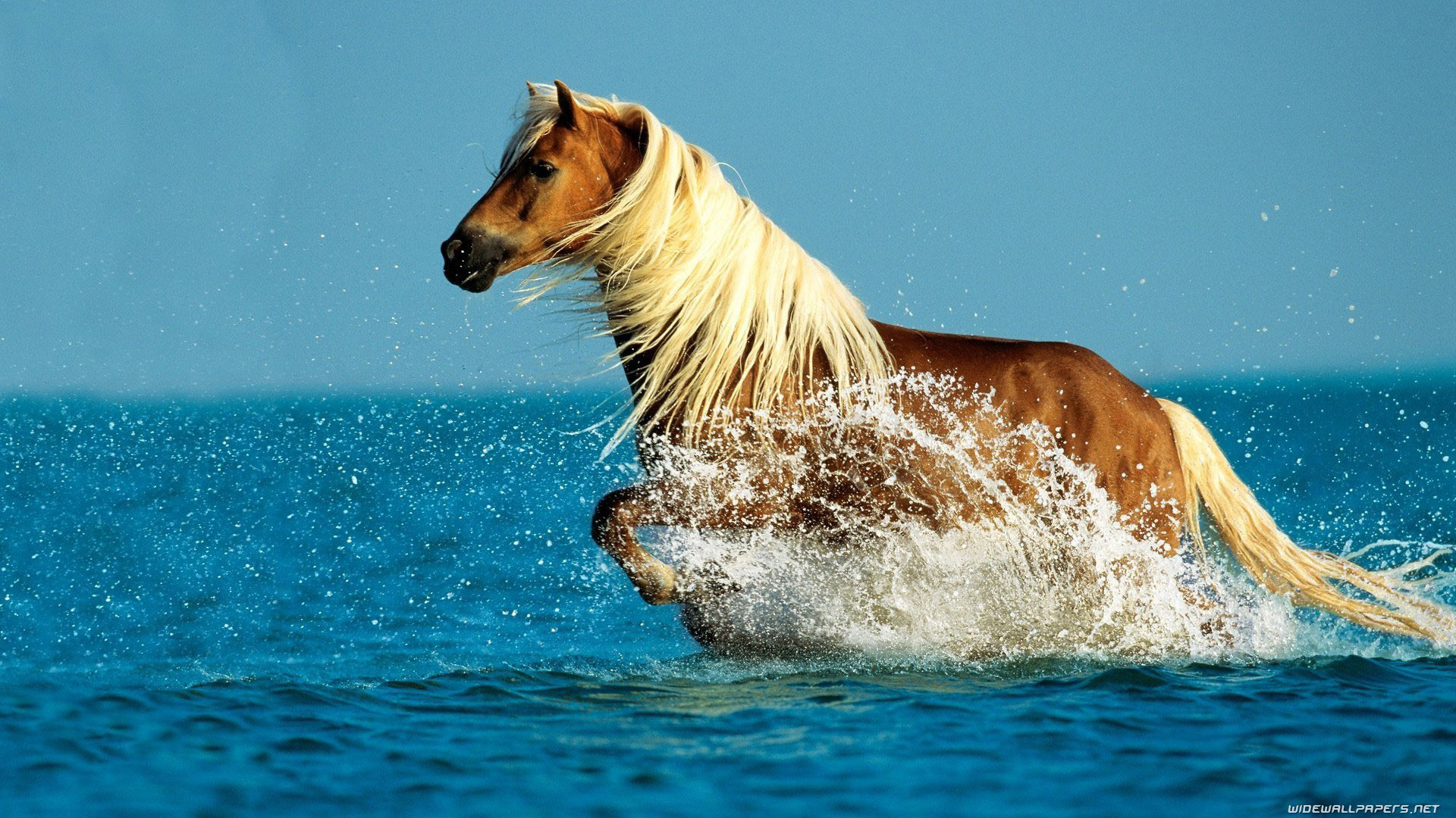Mare, Cavallo, Haflinger, Spruzzi, Galoppo, 1920x1080, immagine di sfondo
