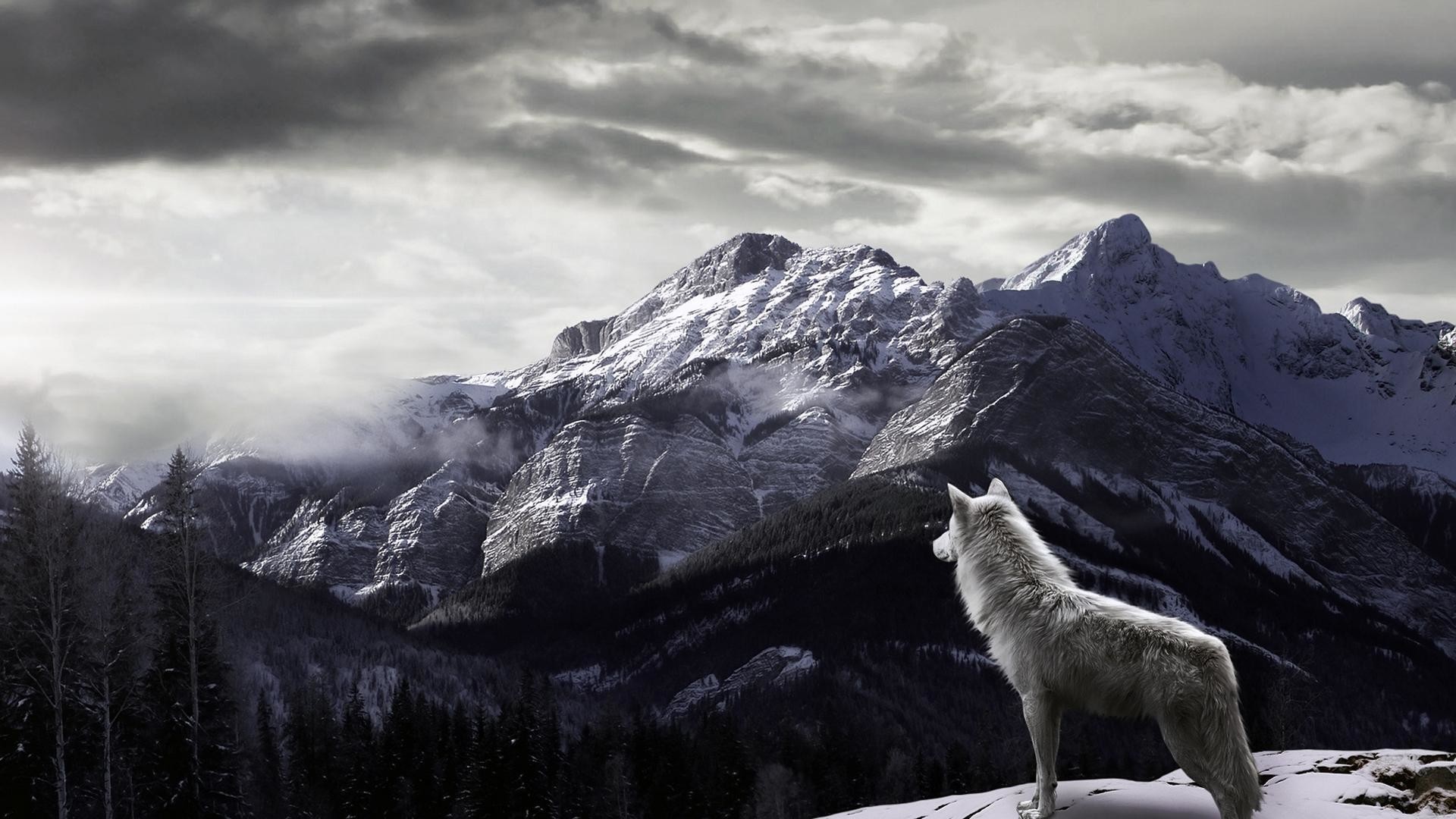 Lupo bianco, Montagne innevate, Cielo nuvoloso, 1920x1080, sfondo per PC