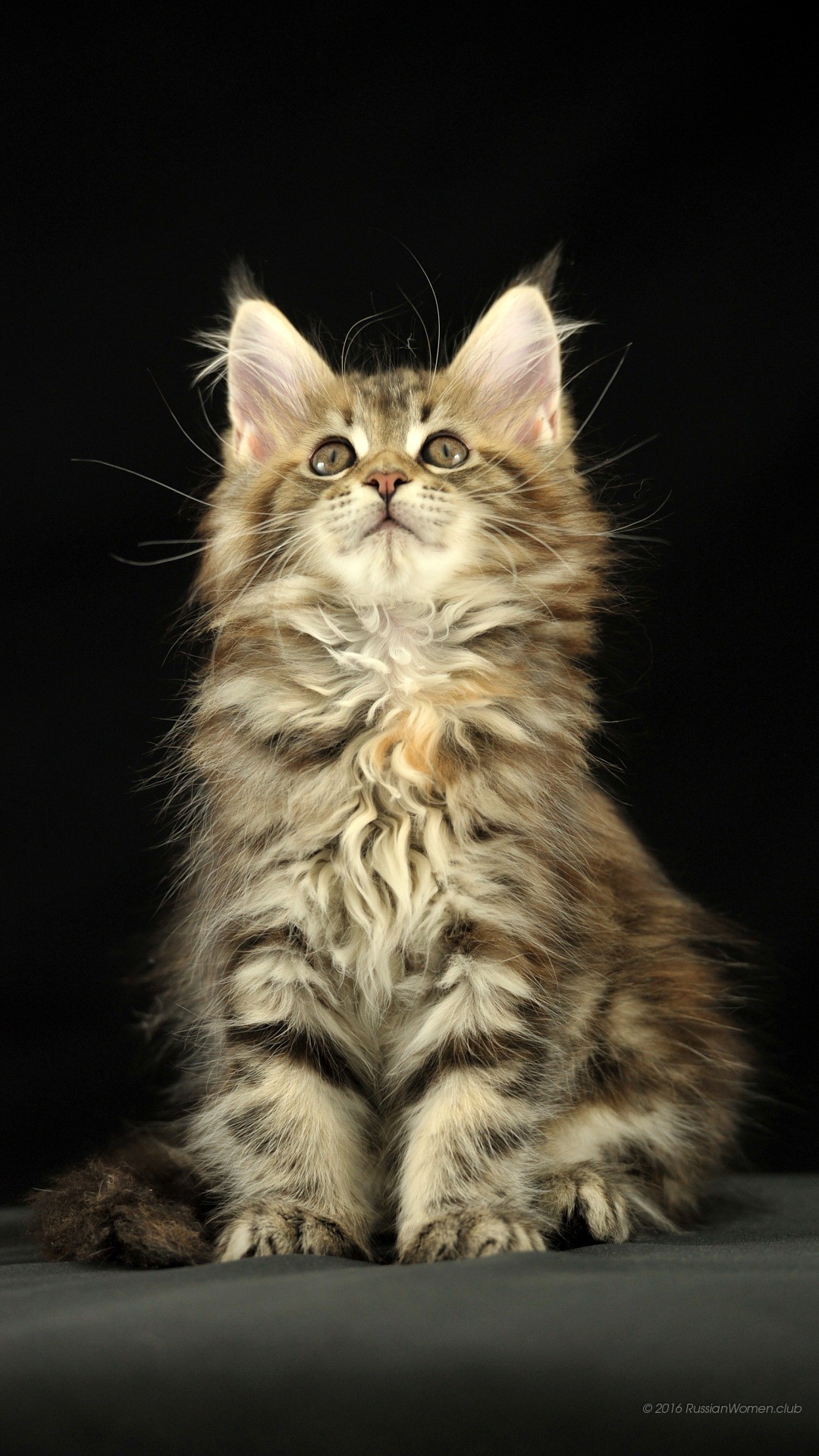 Gattino, Maine Coon, Sfondo nero, schermata Home del cellulare